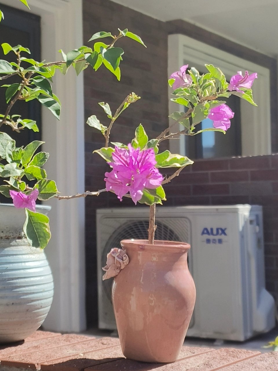 冰淇淋三角梅 冰淇淋三角梅(银边雪紫) 网购到家我直接种的,非网红的