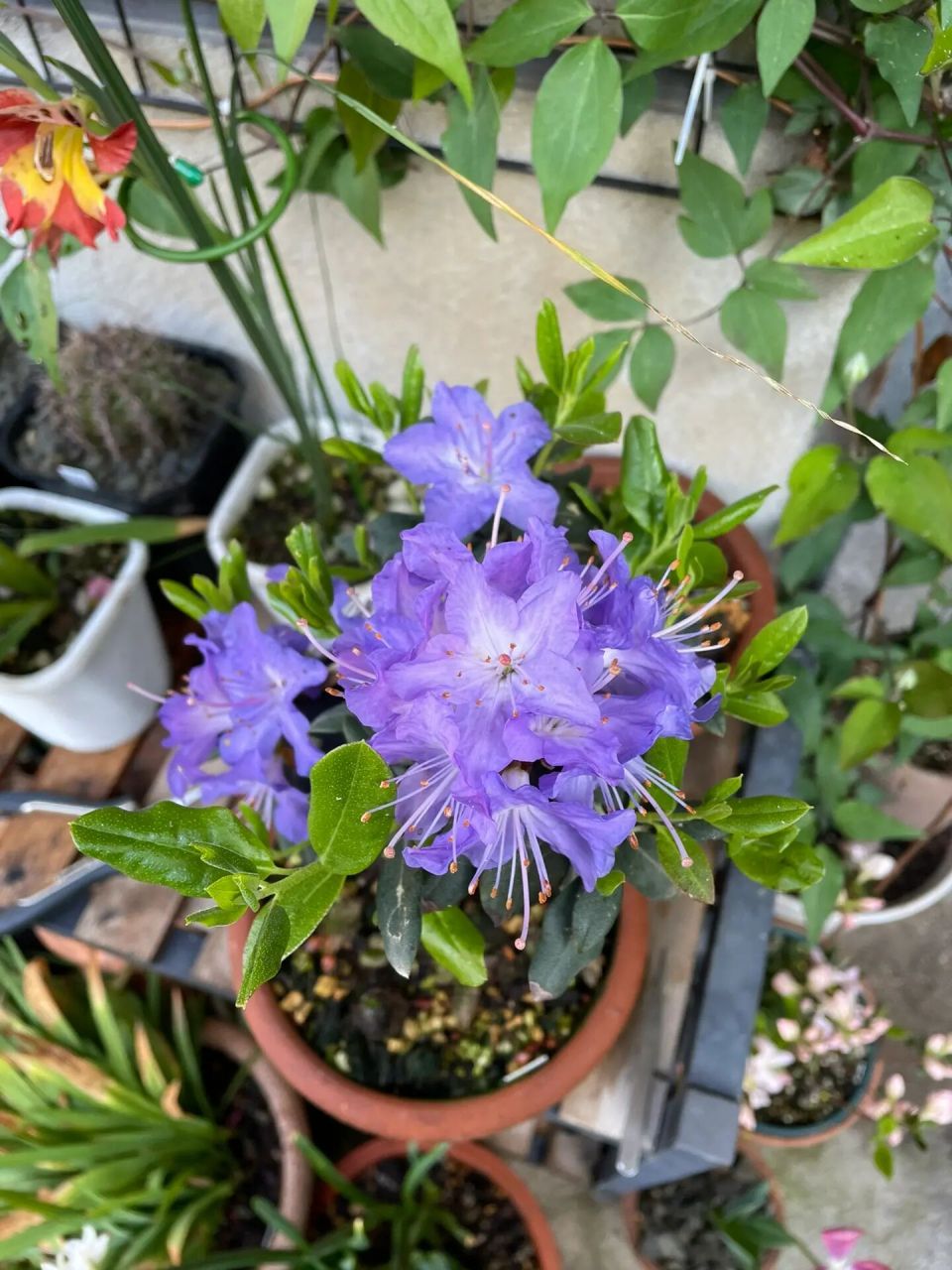蓝色杜鹃 火山湖