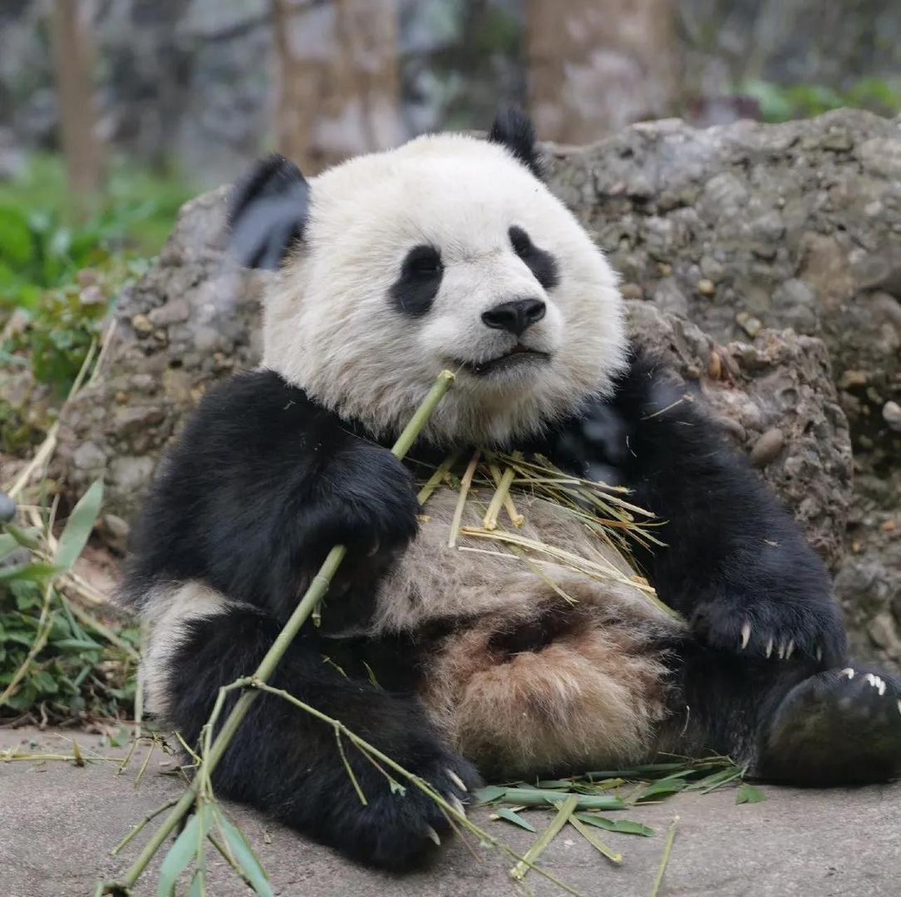 在网上认识一只方脸的大熊猫宝宝,它的名字叫做宝元.