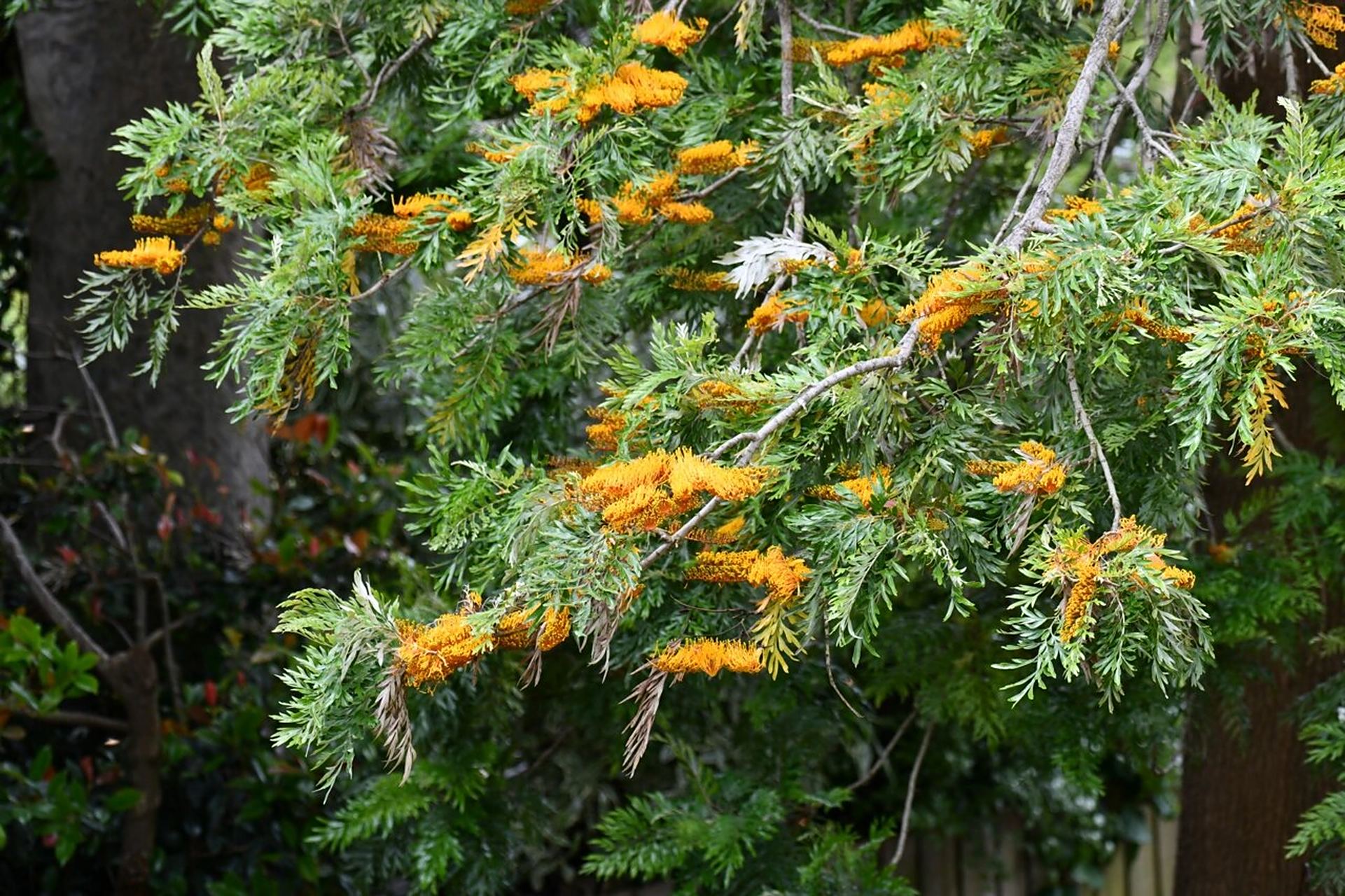 银桦树silky oak 银桦树是大型常绿树,花很有特色是一面朝上牙刷状