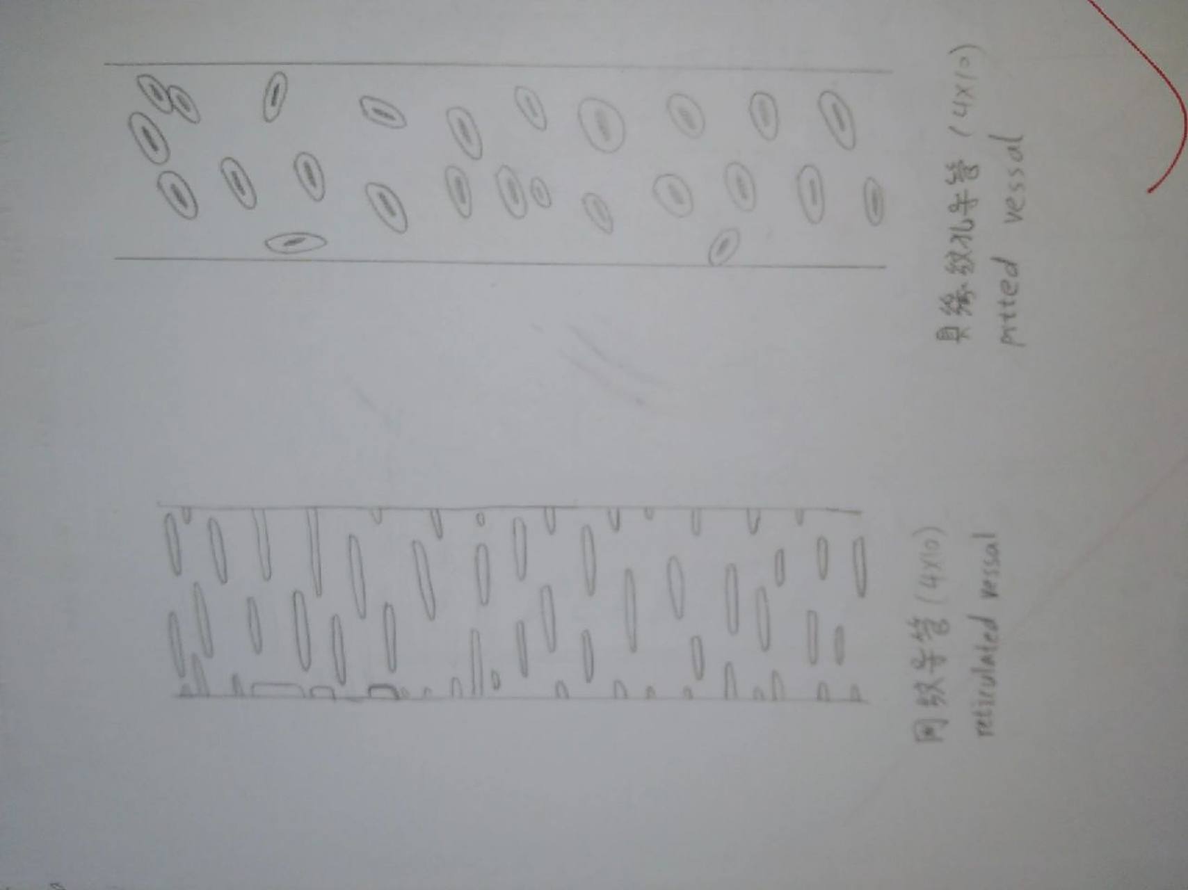 导管的手绘图图片