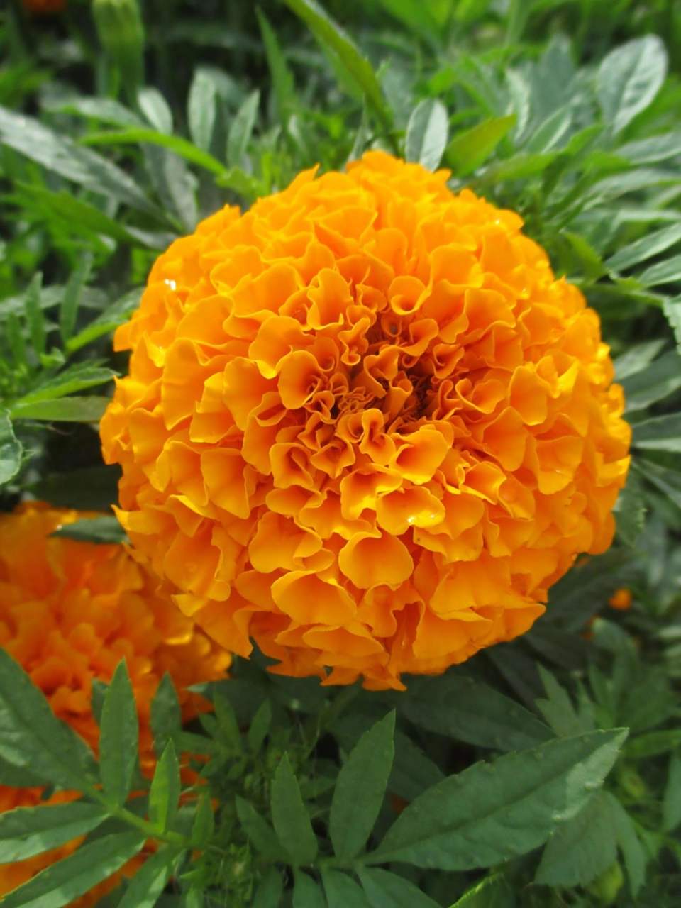 万寿菊│特殊花材│每日识花│第68天 万寿菊(菊科 ) 万寿菊为菊科