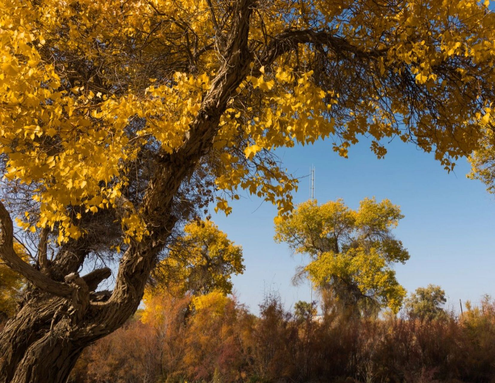 喀什泽普金胡杨丨带你领略不一样的秋日限定 世界上的胡杨绝大部分