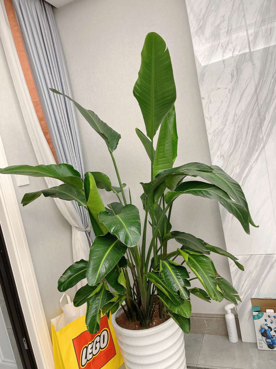 天堂鸟叶片卷边下垂怎么回事00 买来养了5个月左右了 第一张是之前