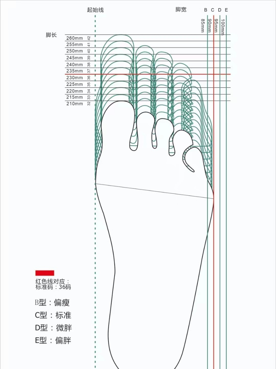 6015选鞋:(图2)根据脚宽,选择c/d/e