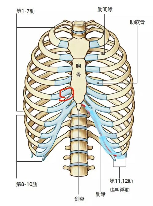 左胸肋骨里面隐疼图片