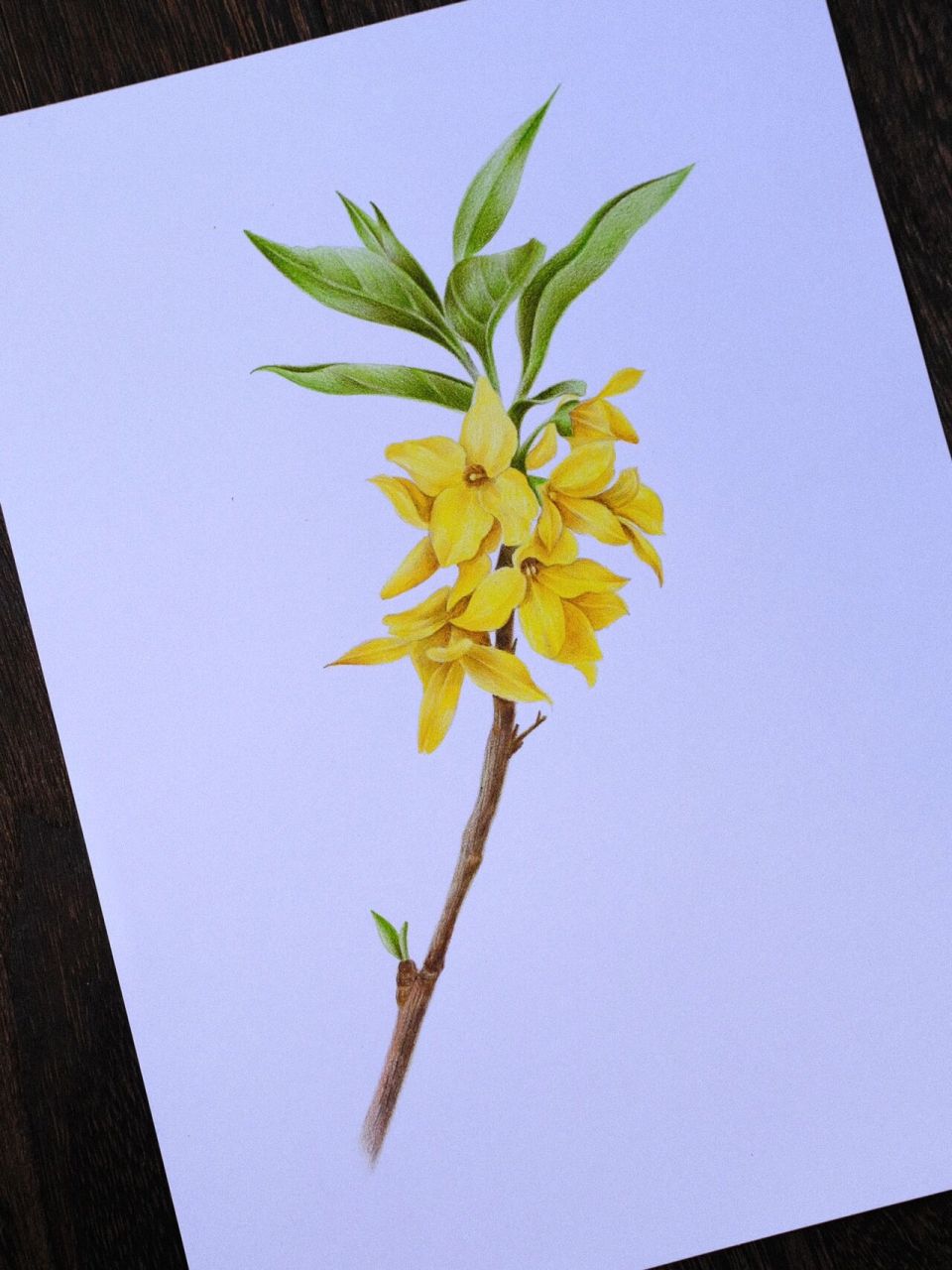 彩色铅笔画|连翘(附步骤图) 临摹《花之绘》 注:图中"油"指马可雷诺阿