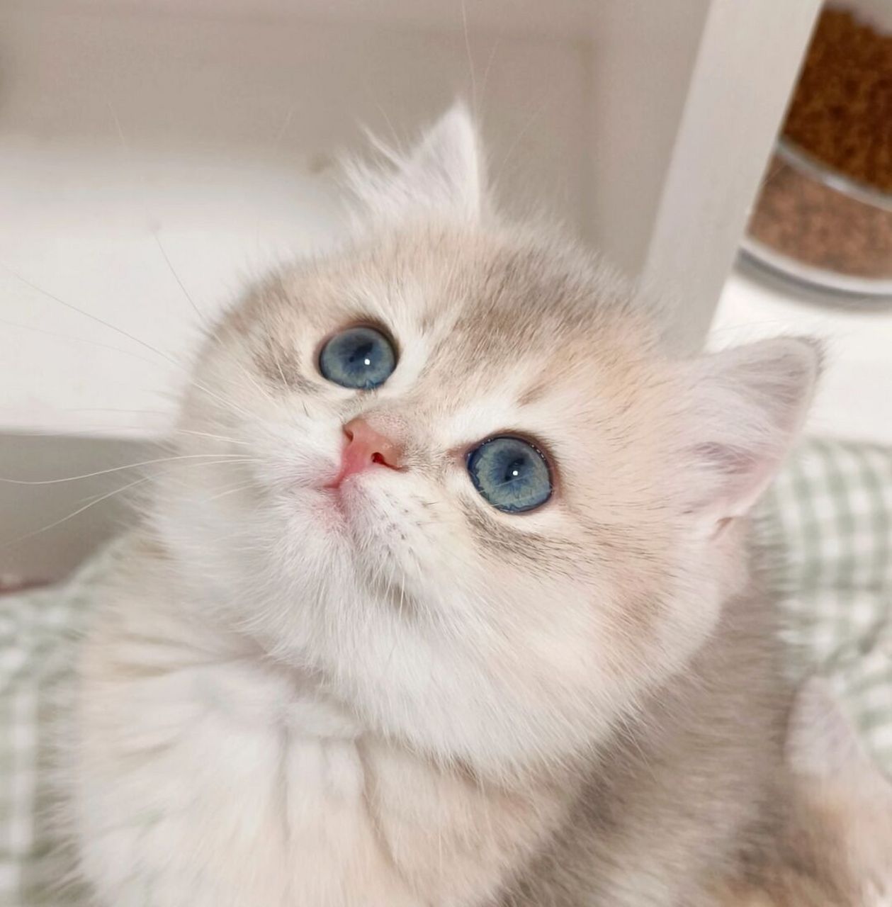 姨姨来串门不 这里有小可爱~ #蓝金渐层# #我家宠物好可爱# #串门