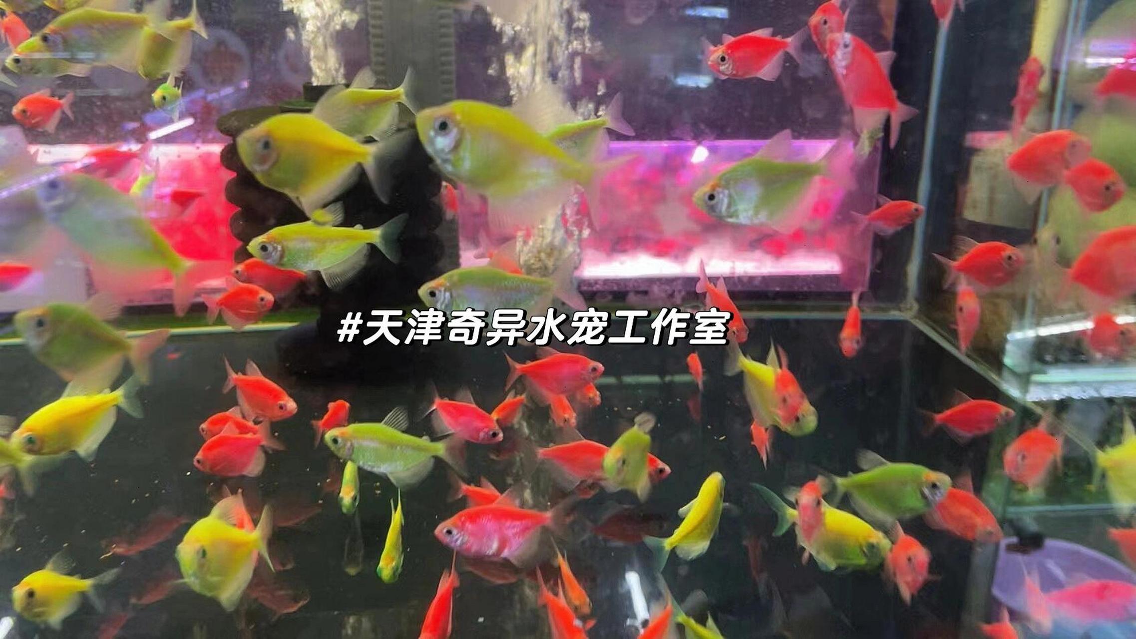 比乌龟还好养的热带鱼天使鱼关键好评还平价 五彩缤纷的天使鱼 超好养