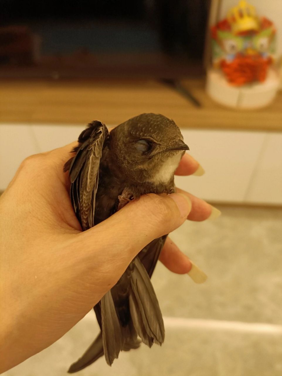 捡到一只小白腰雨燕 散步捡到一只小白腰雨燕,用纸箱和树叶做了一个