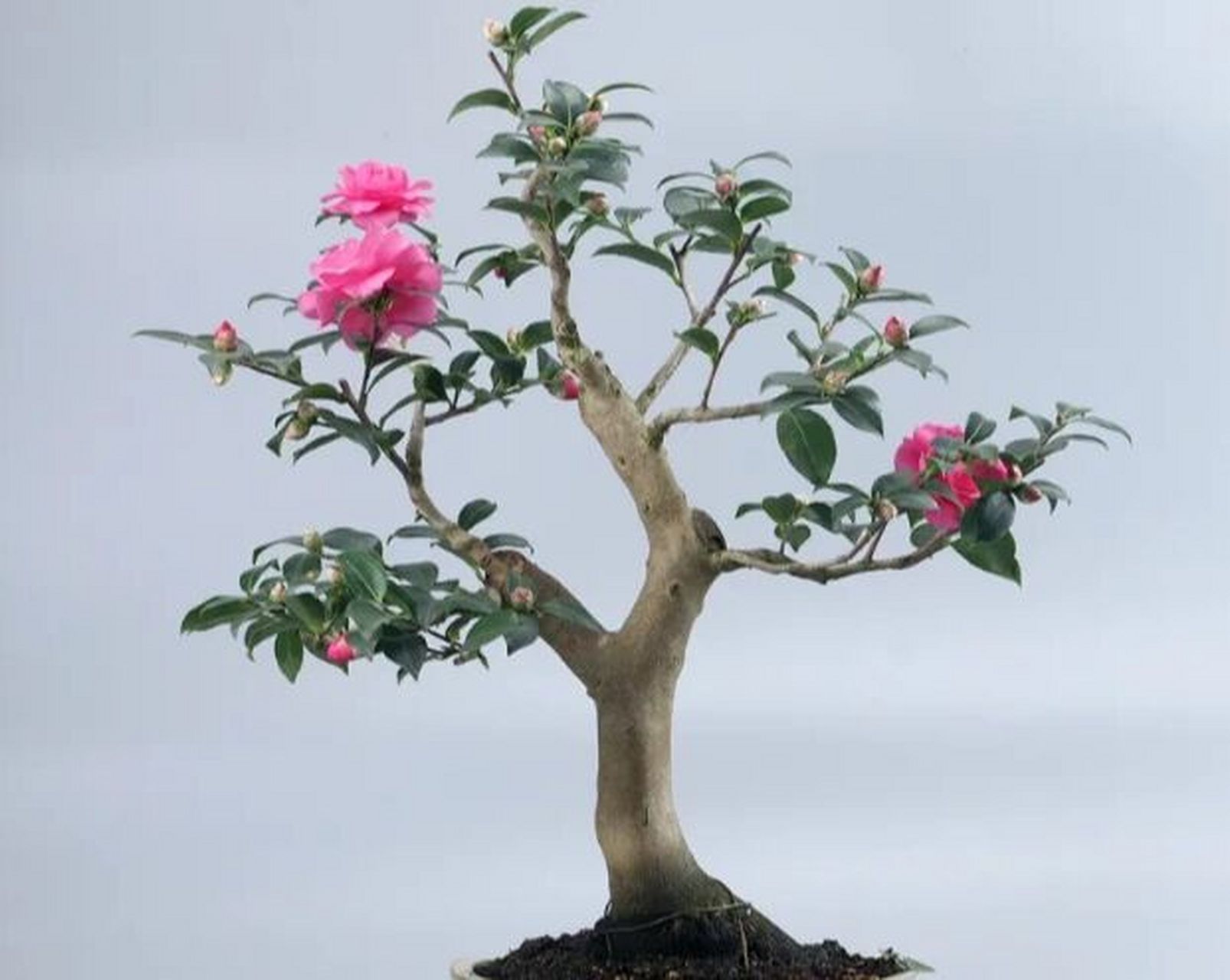 一,合理光照 茶梅喜欢阳光但是害怕强光照射,在半阴的环境里也能正常