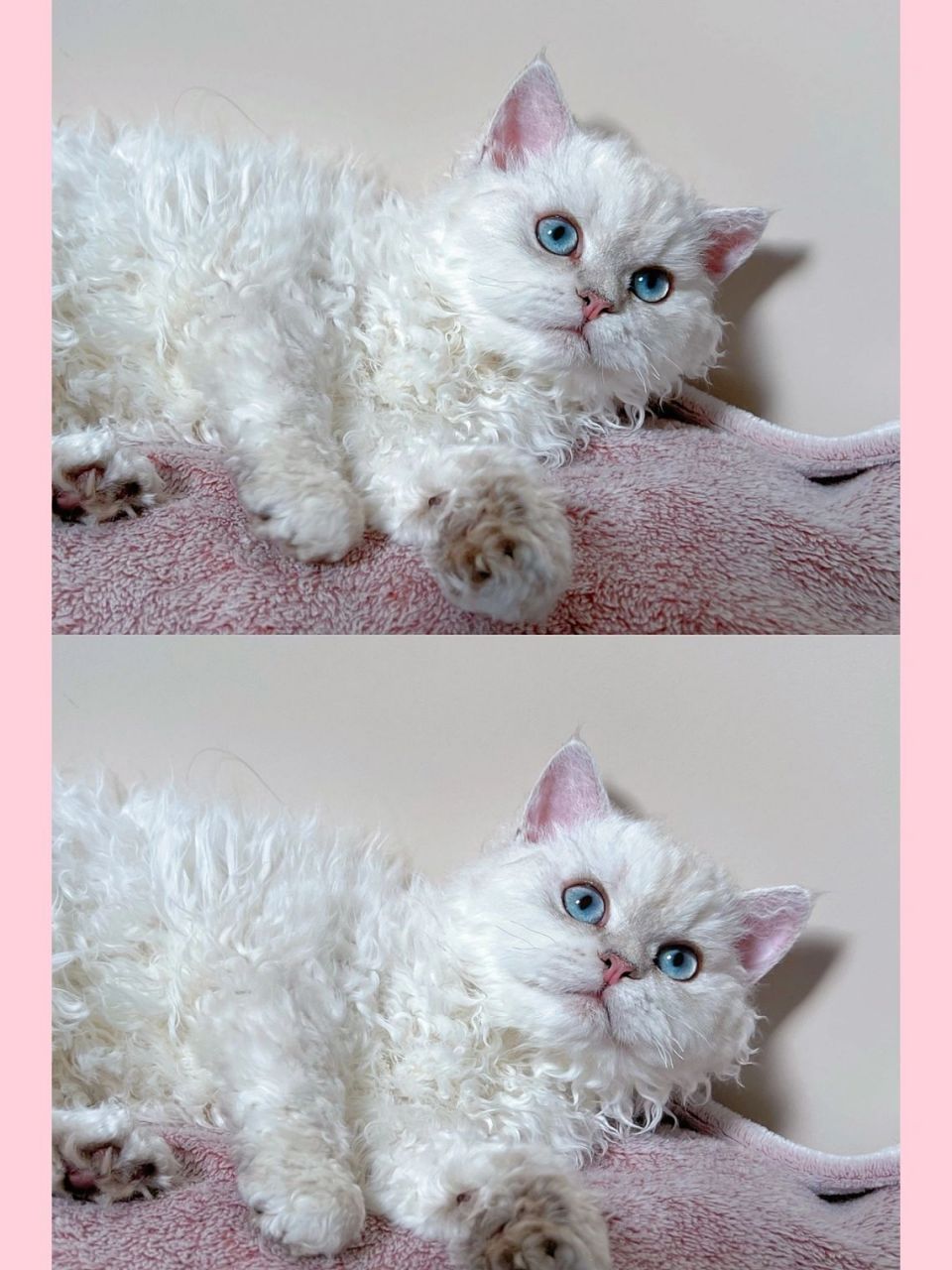 请感受一下稀有色塞尔凯克卷毛猫的魅力! 我们不是纯白的塞凯rex哦!