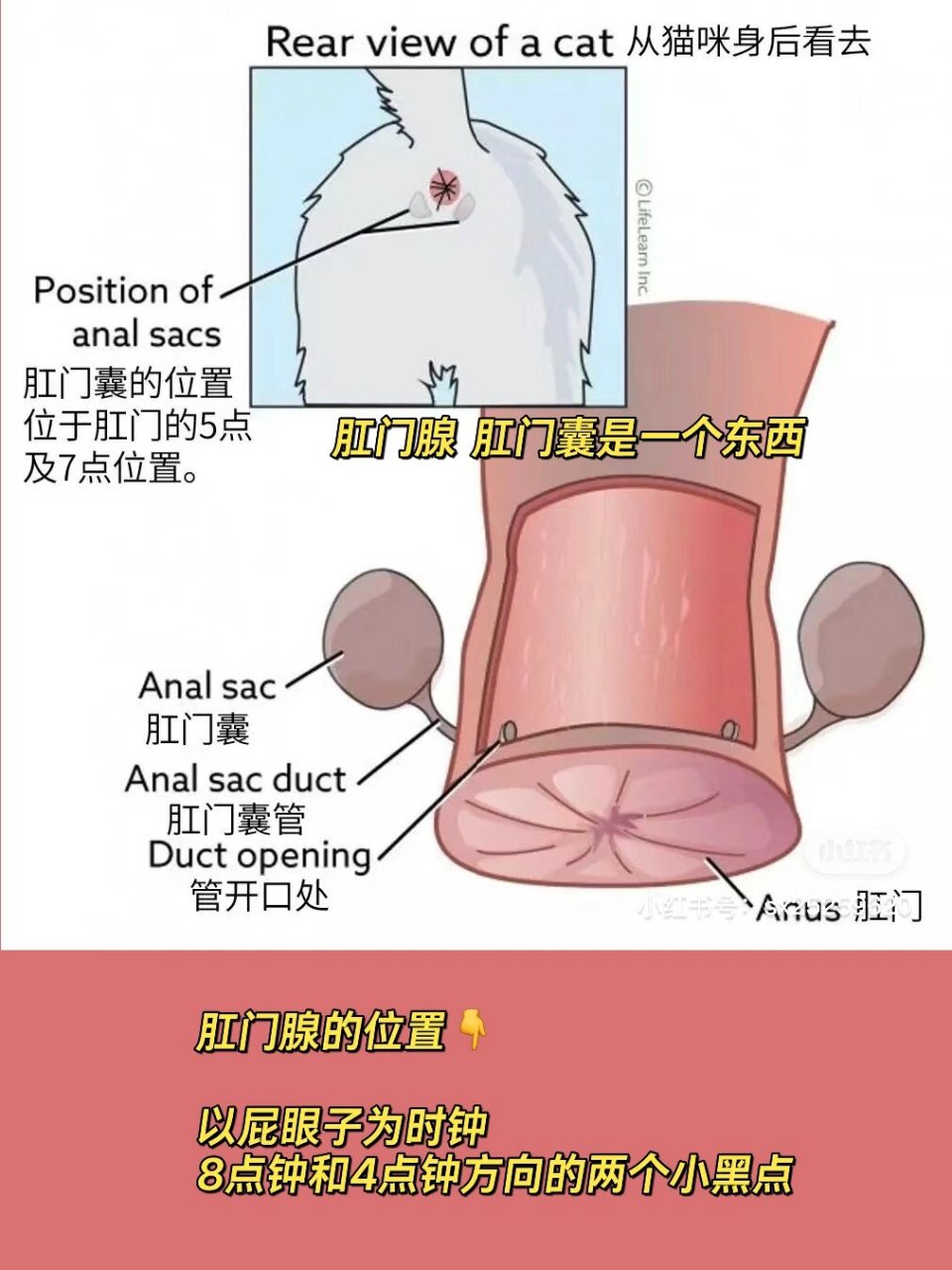 猫咪肛门腺怎么挤图片