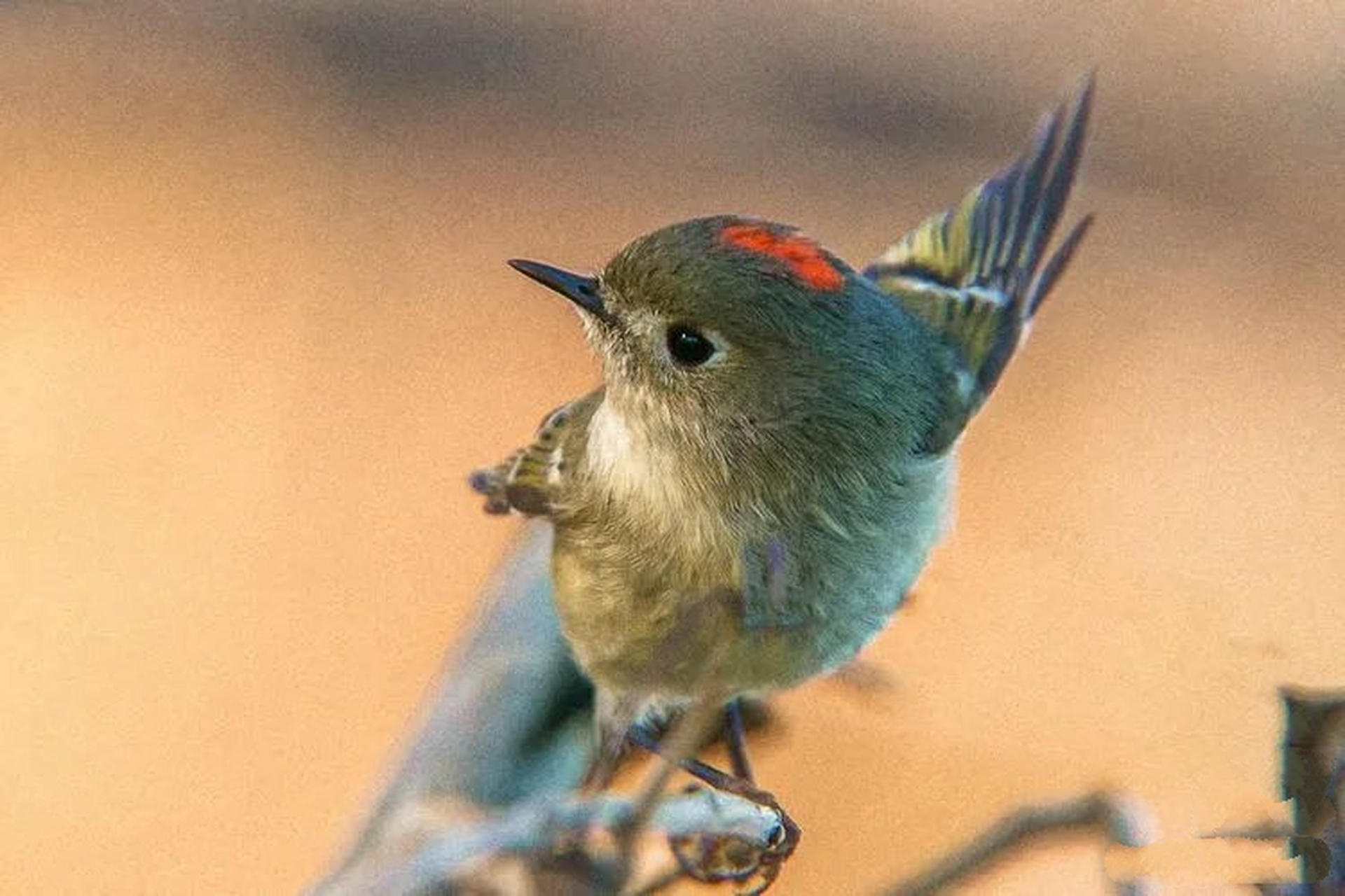 红冠戴菊 红冠戴菊(学名:corthylio calendula):鸟纲,戴菊科动物.