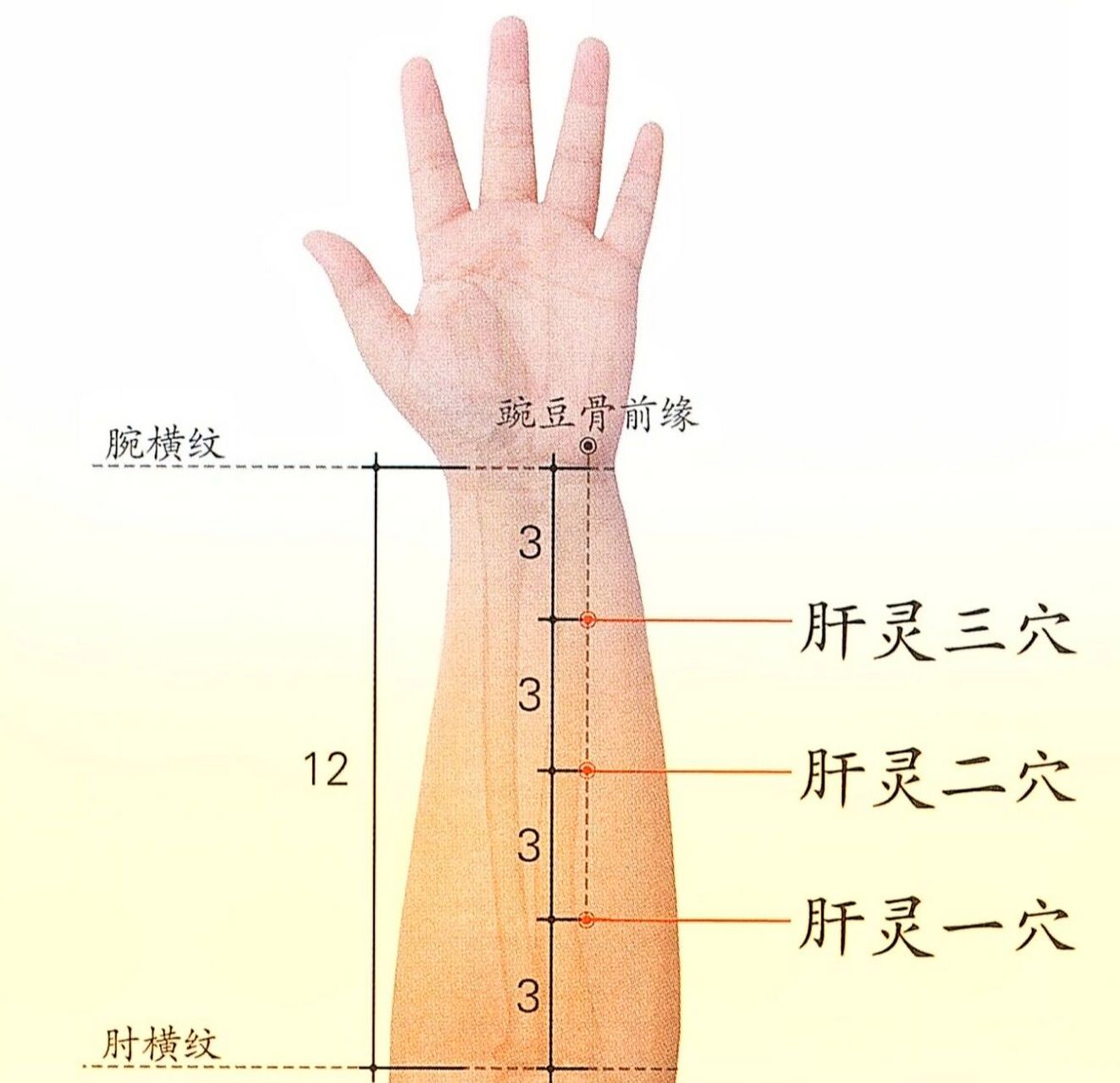 手上肝经图片