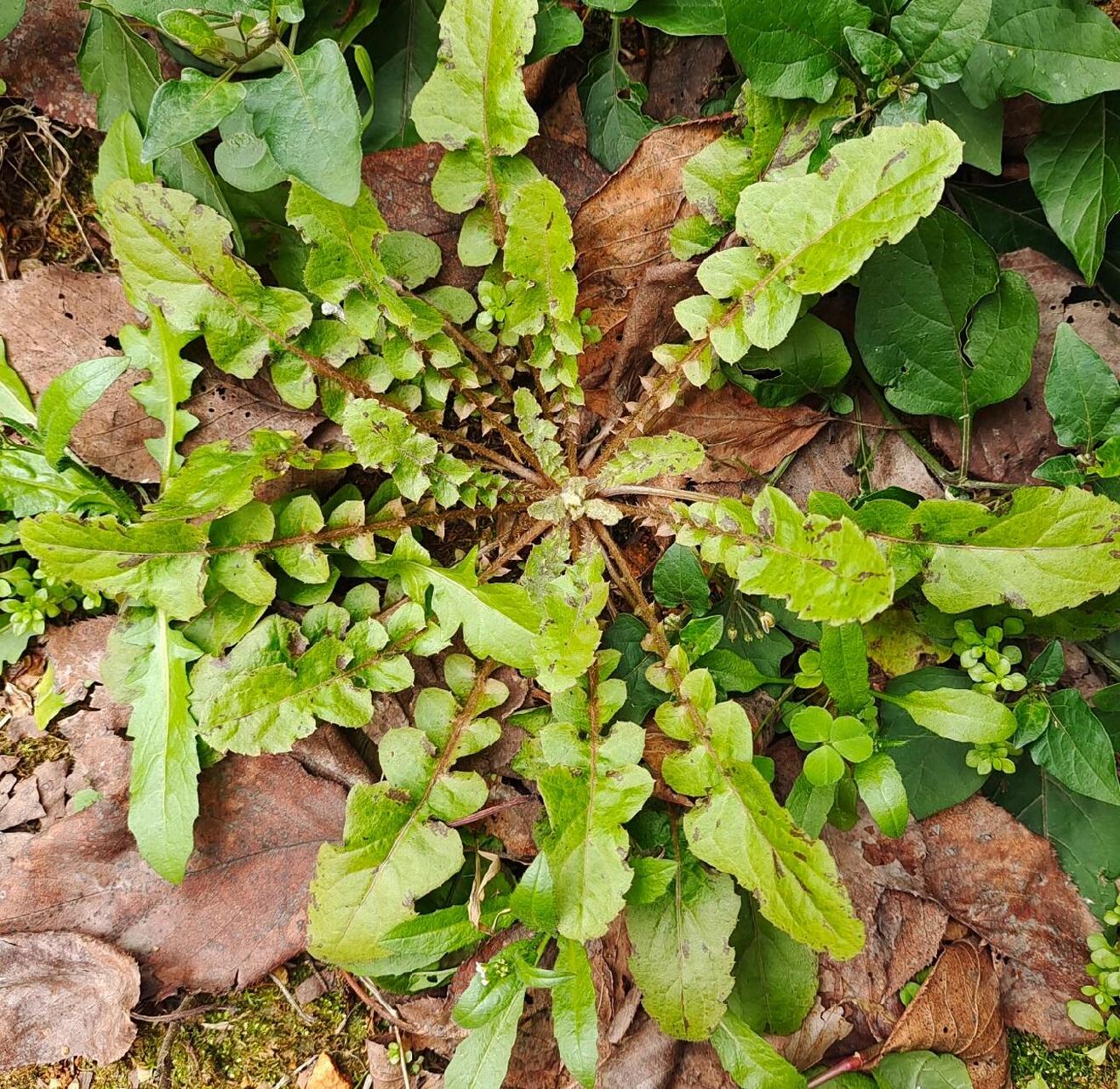 黄鹌菜花色图片