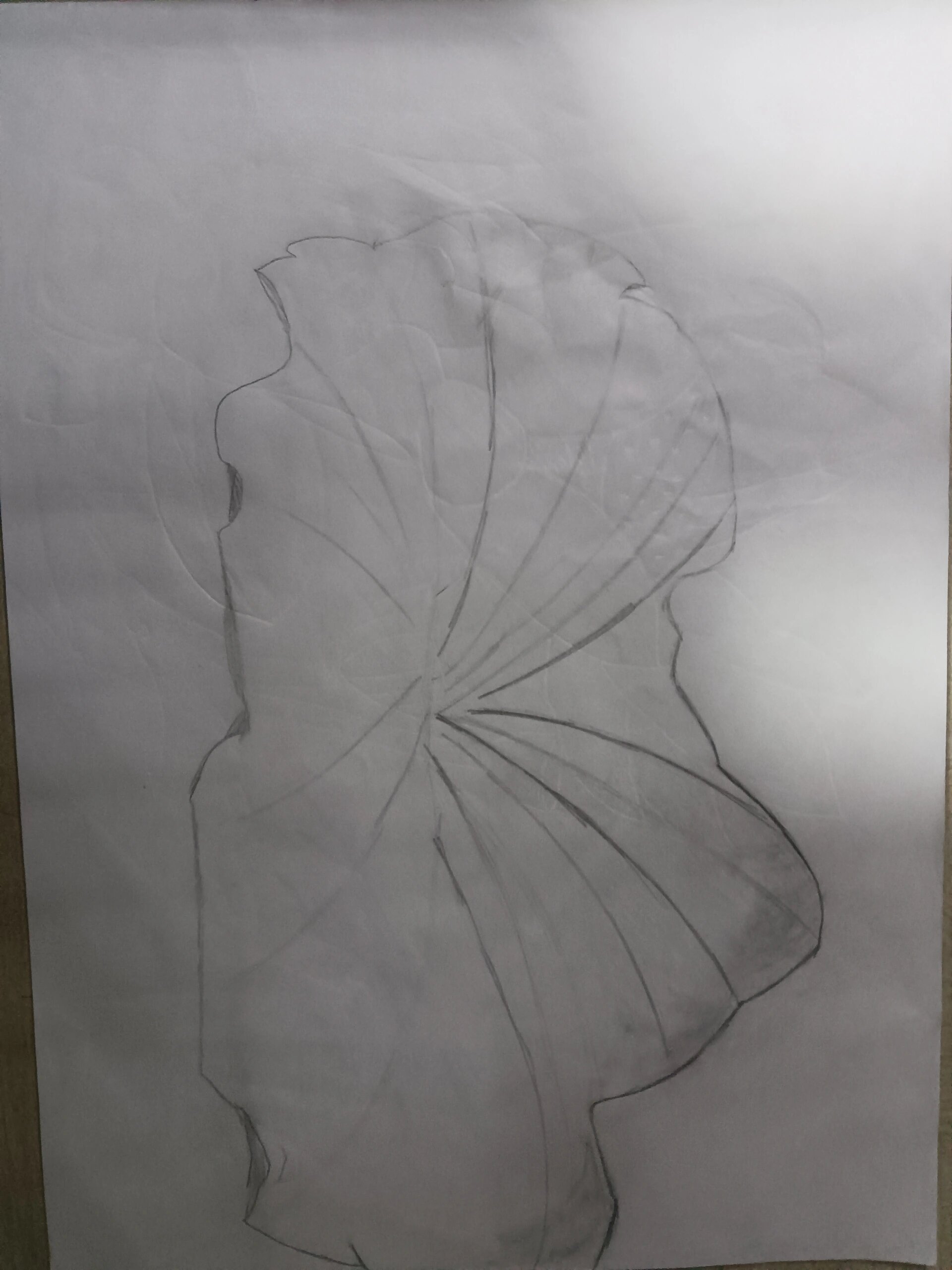 我的素描合集之植物系列,荷叶