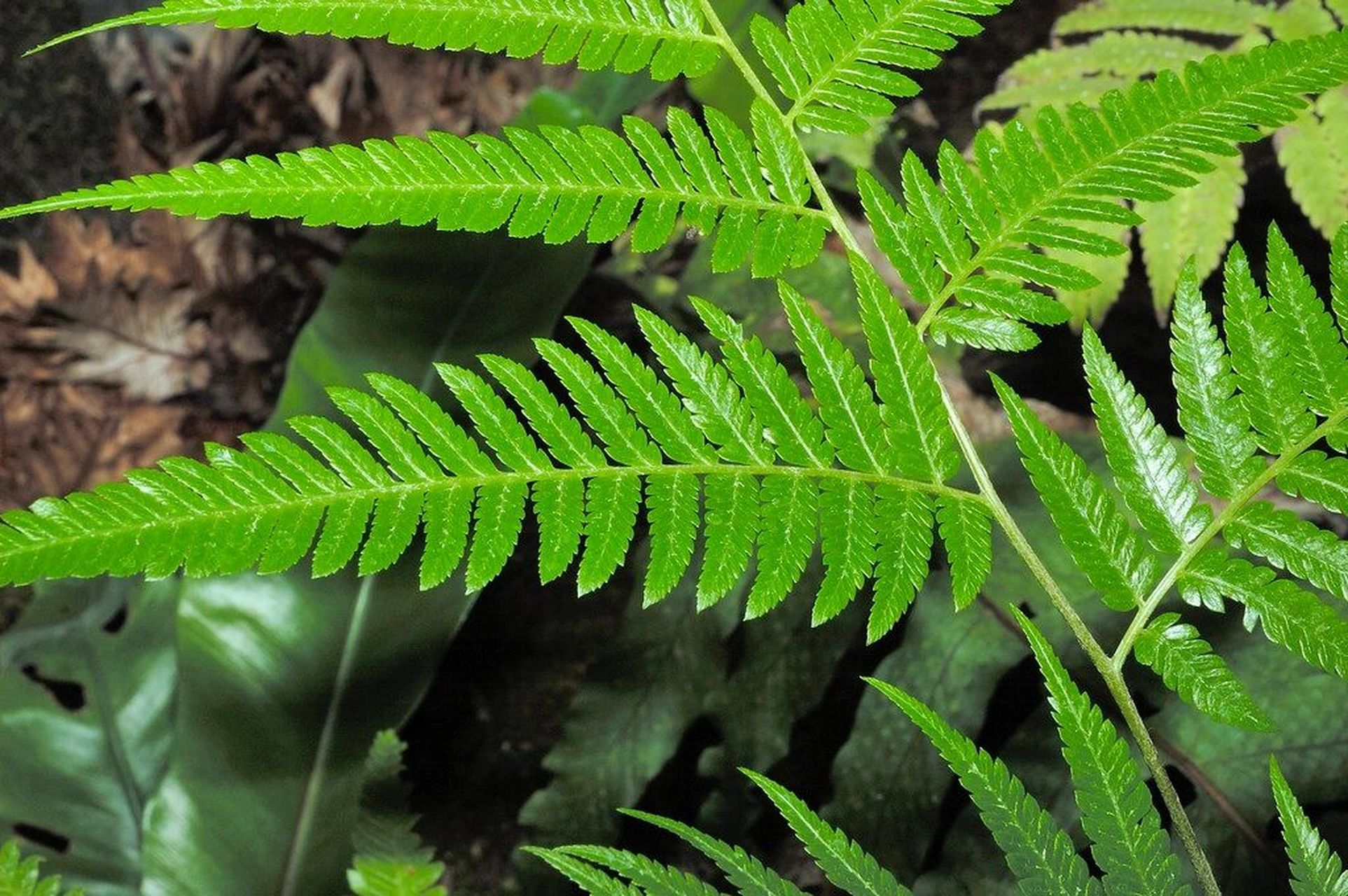 金毛狗蕨(拉丁学名:cibotium barometz (linn) j sm