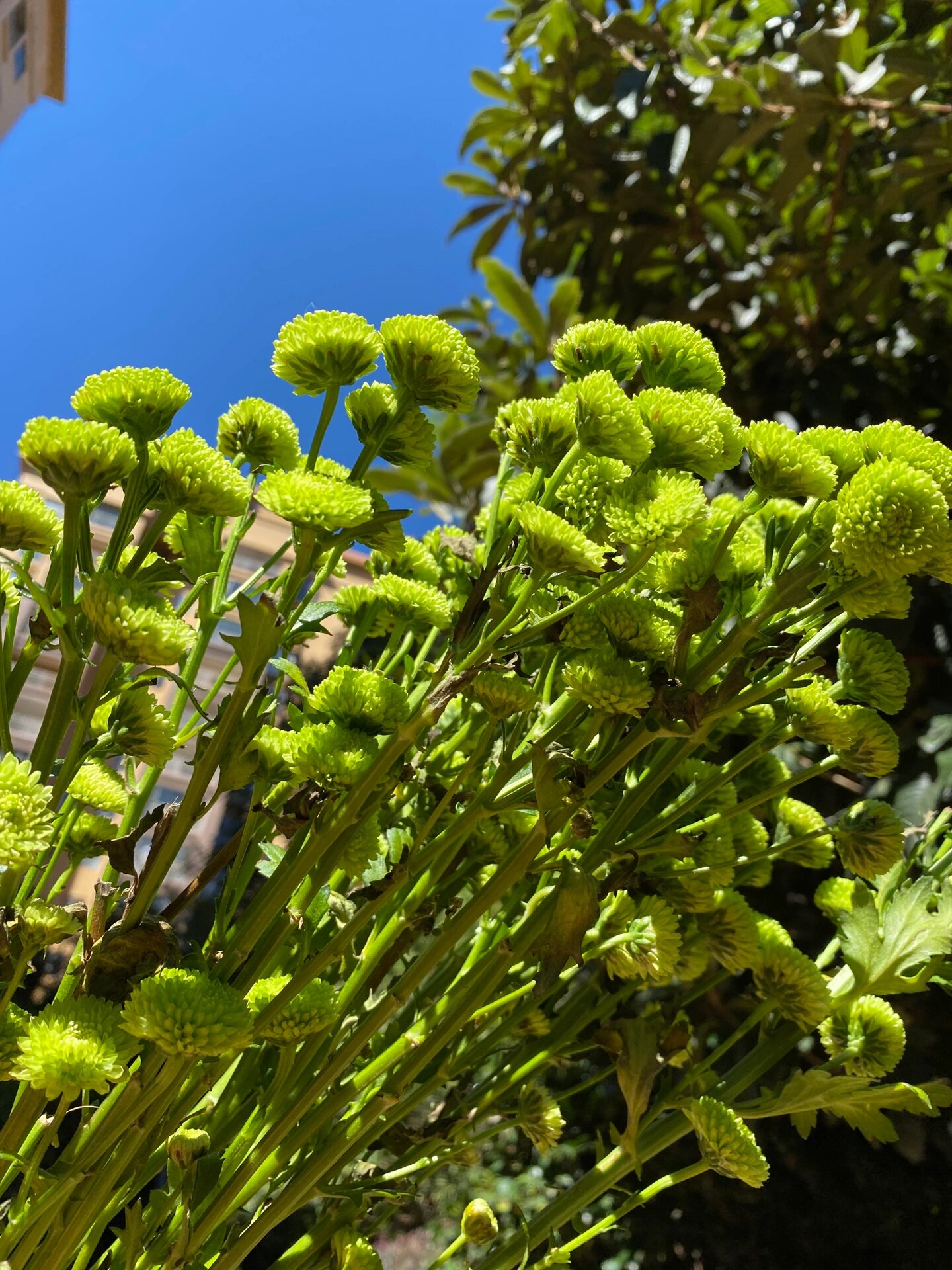 绿菊花的花语有着高洁的含义,因为绿菊花是自然纯粹的象征,所以绿色