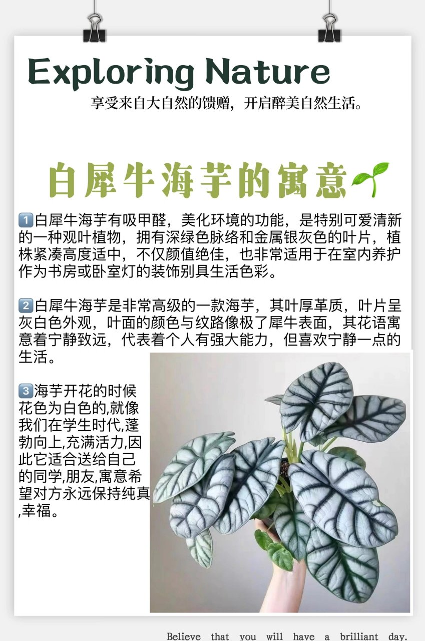 白犀牛海芋叶子发黄图片