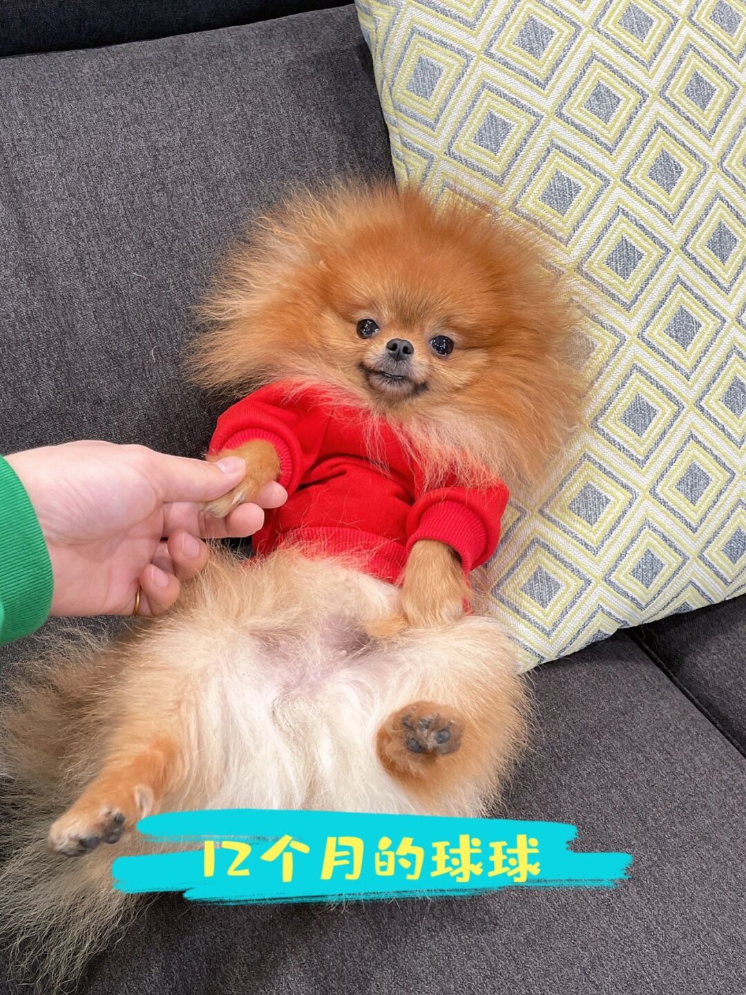 3斤也不知道算不算茶杯体的?