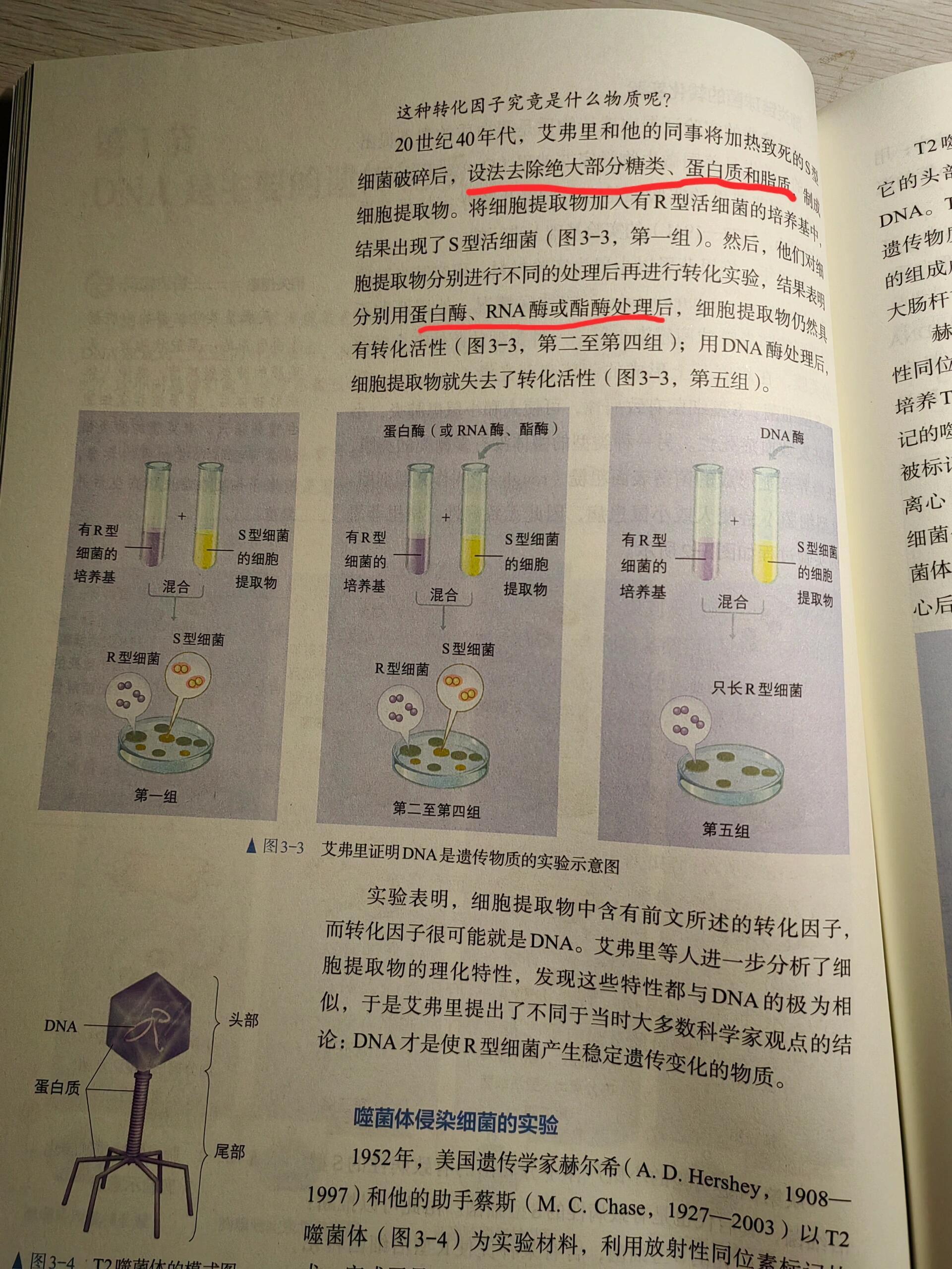 艾弗里转化实验图片