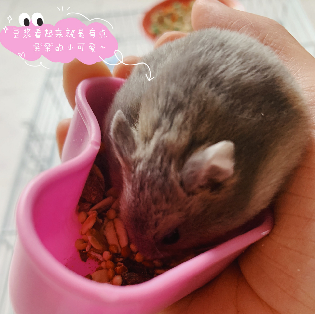 小仓鼠饲养指南 仓鼠品种:紫仓(三线,侏儒类) 991.