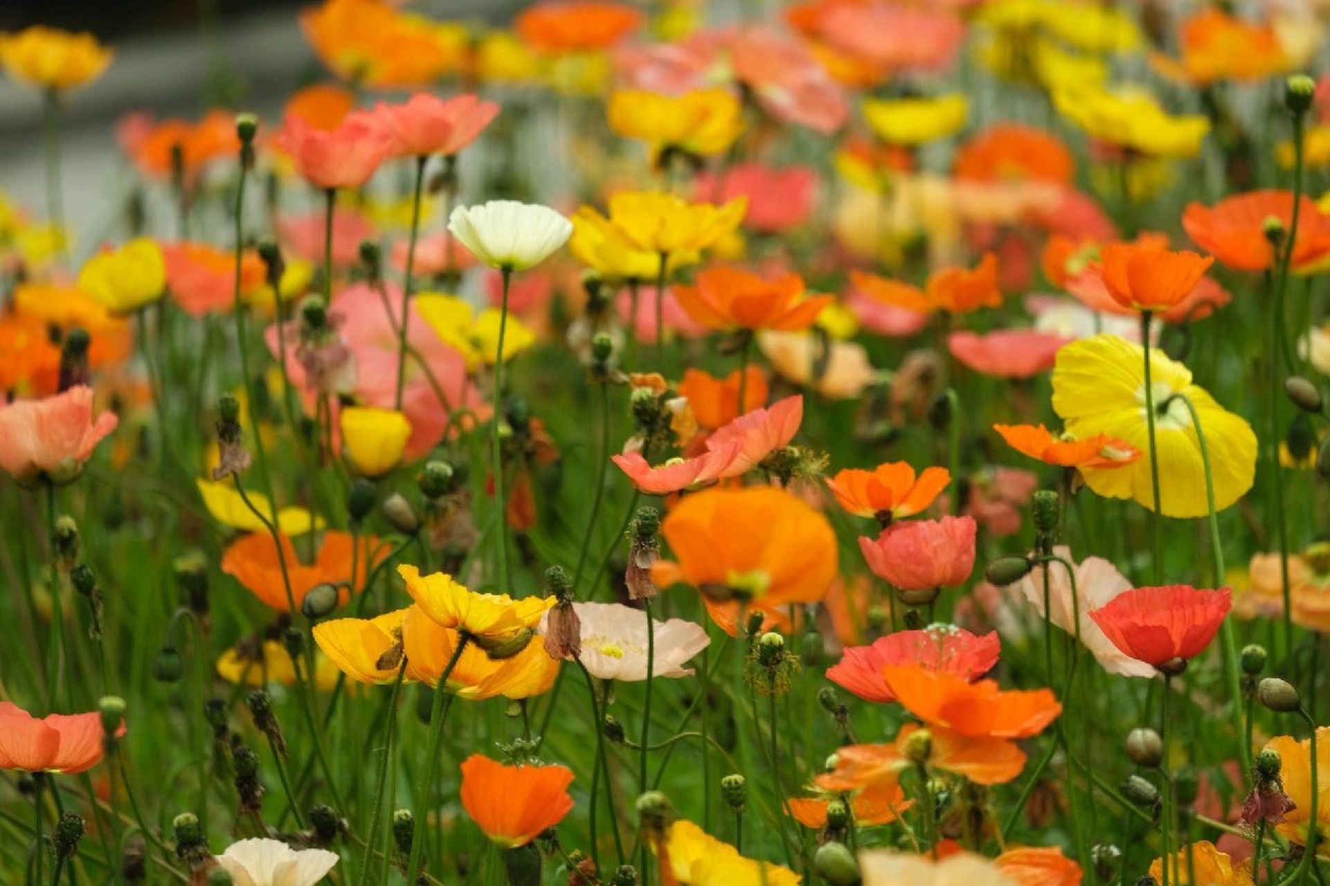 野罂粟花 俗称冰岛罂粟或冰岛虞美人,因为人类的培育而有了从白色到