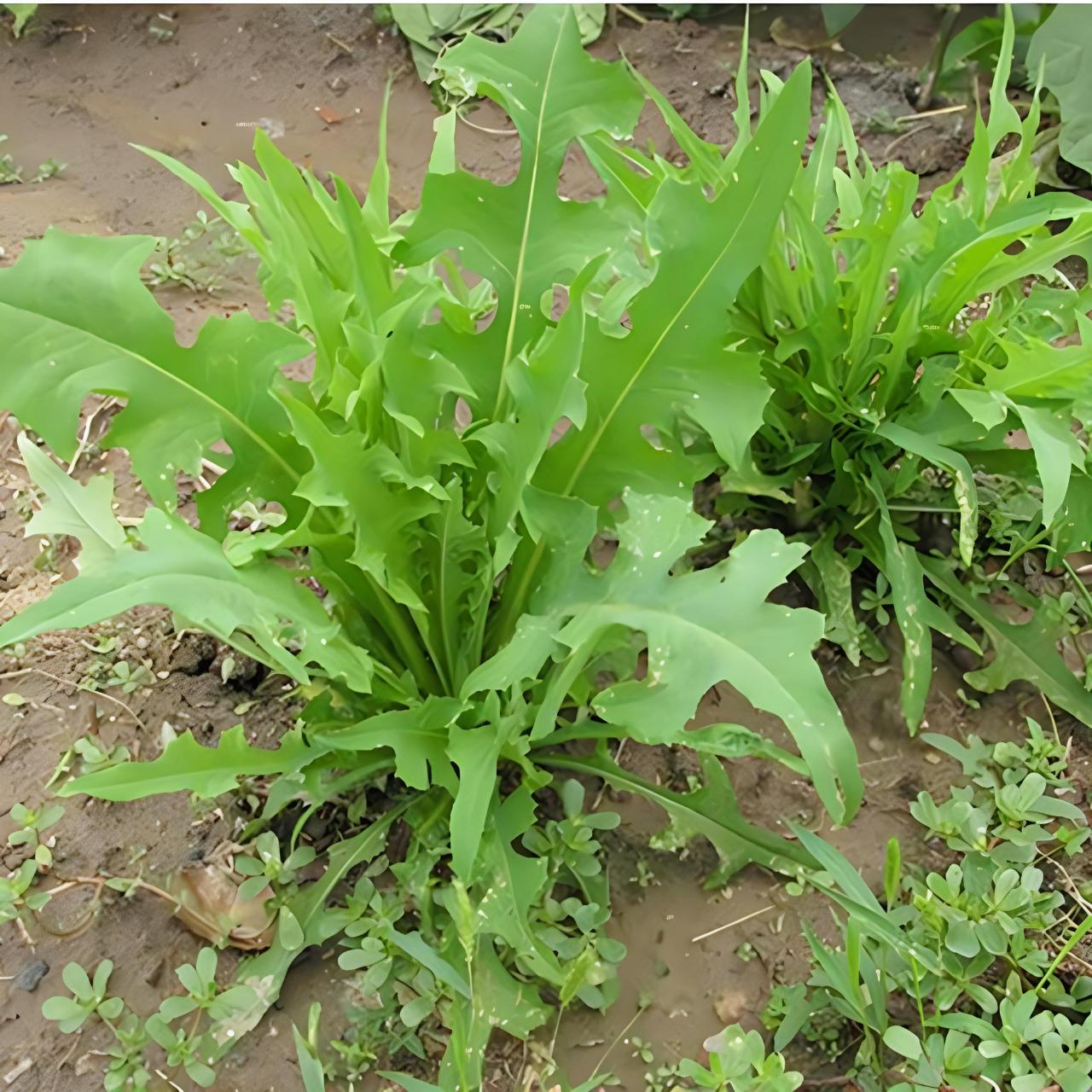 97 味道:正如其名,苦麻菜有一种独特的苦味,但也有人觉得它有一种