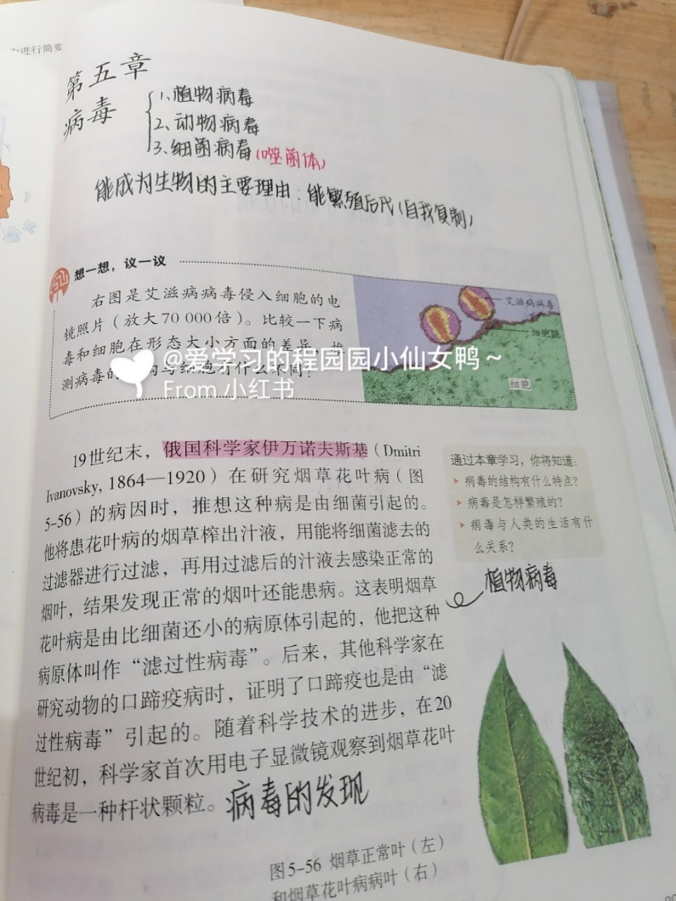 八上生物《病毒》总结归纳 思维导图 书本笔记78这次书本上的笔记有