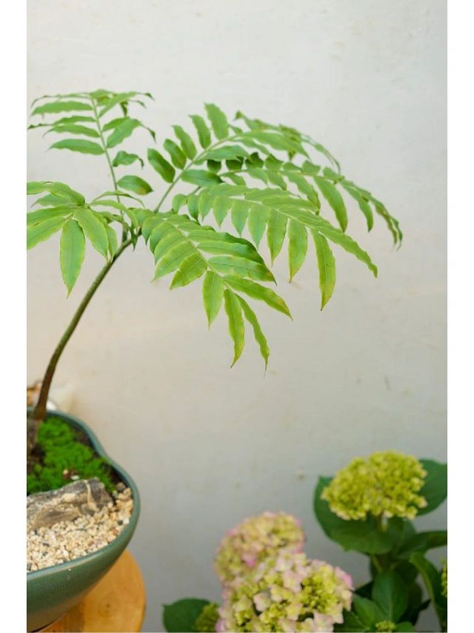 懒人必备,好养只浇水——观音莲座蕨 一句话评价:真心不要太好养!