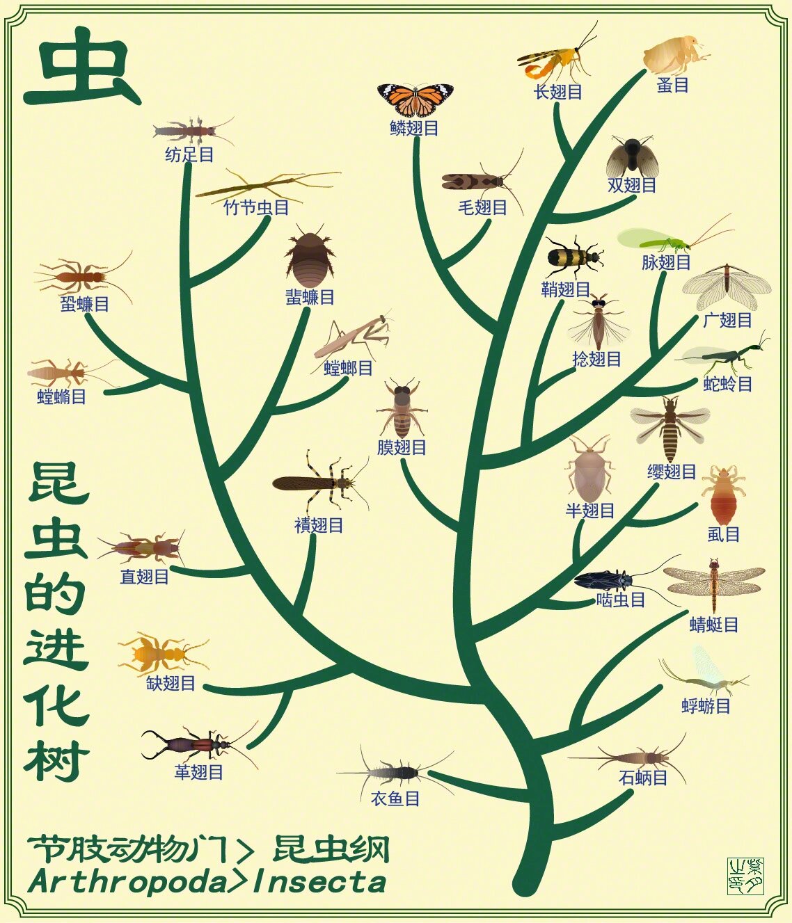 图鉴合集 昆虫的进化树