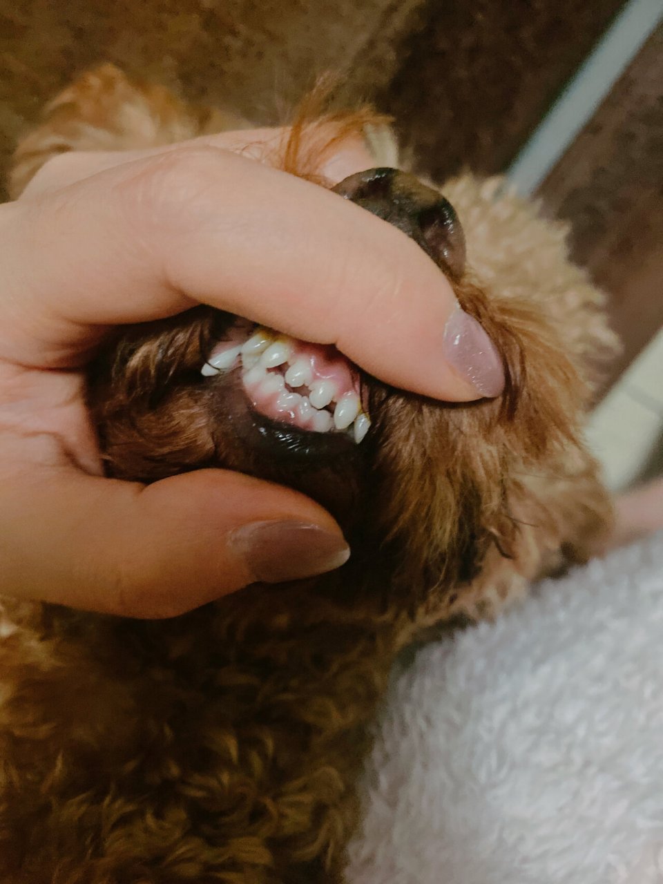 不同年龄的狗牙齿 图1三年老狗 图2三个月小奶狗 连牙齿都是爱你的