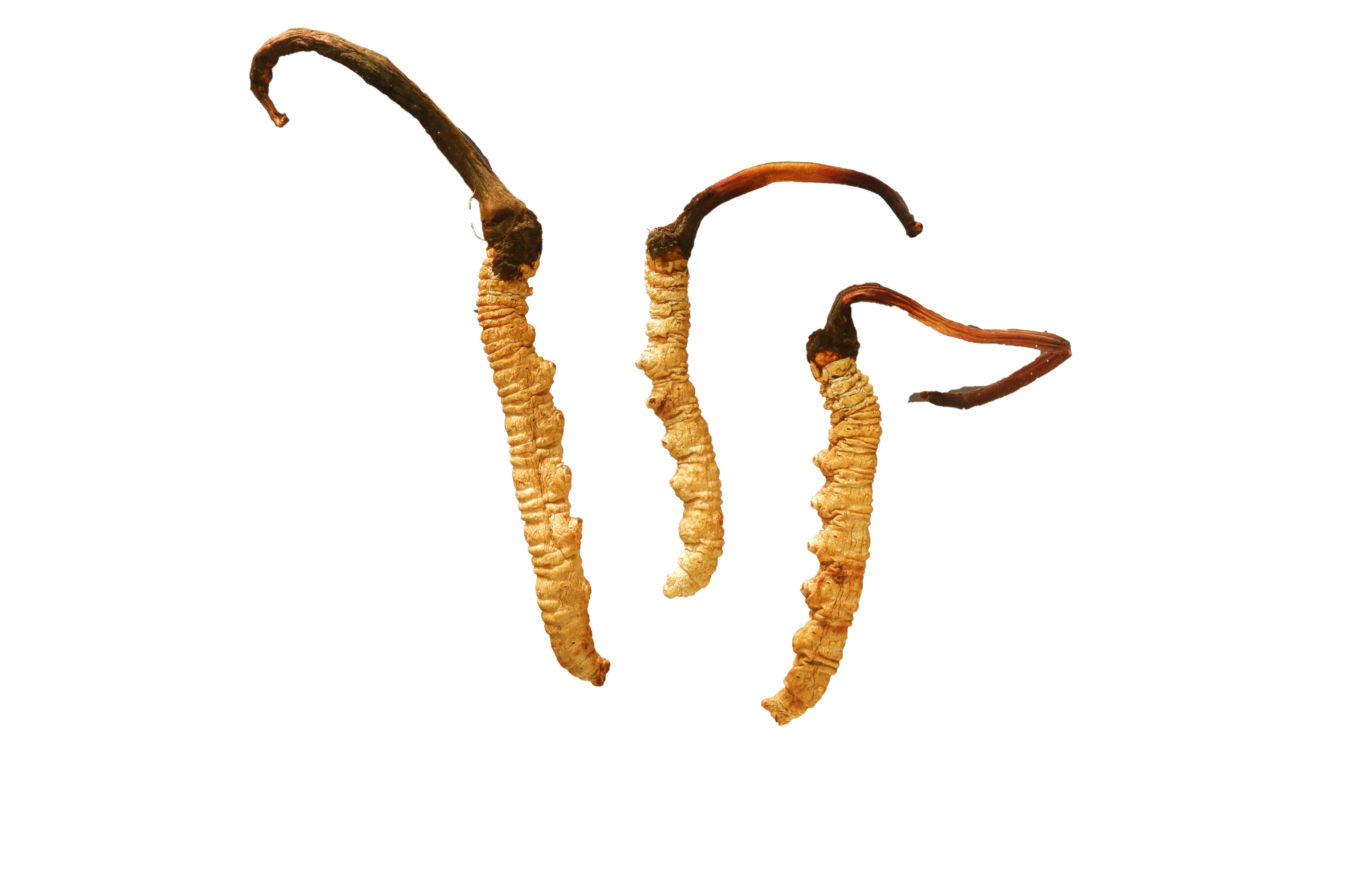 释名:本品为冬虫夏草菌在冬天侵入蝙蝠蛾科昆虫幼虫体内,把虫体变成