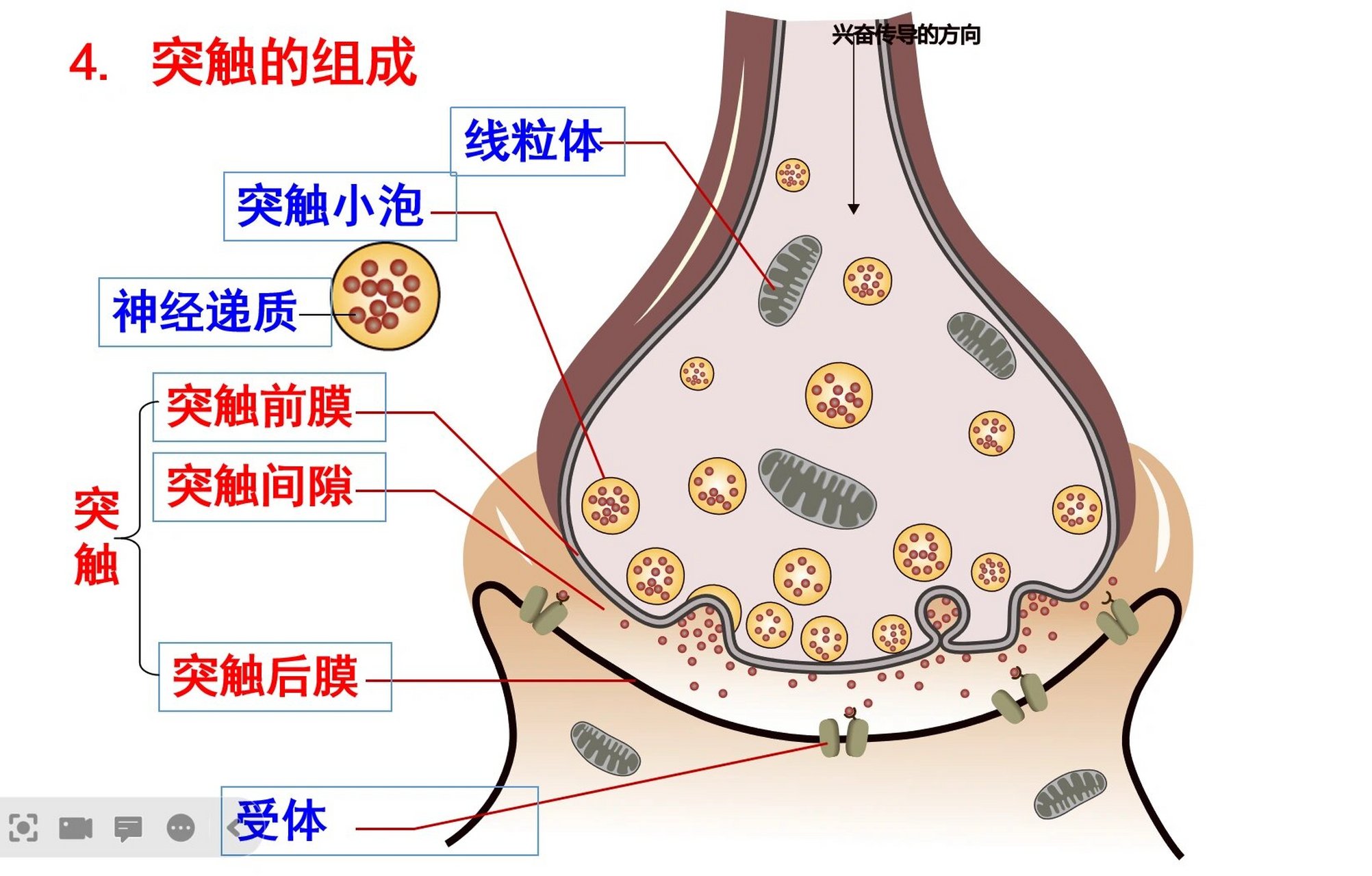 突触的组成    向左滑查看答案,快看看你还记得多少?