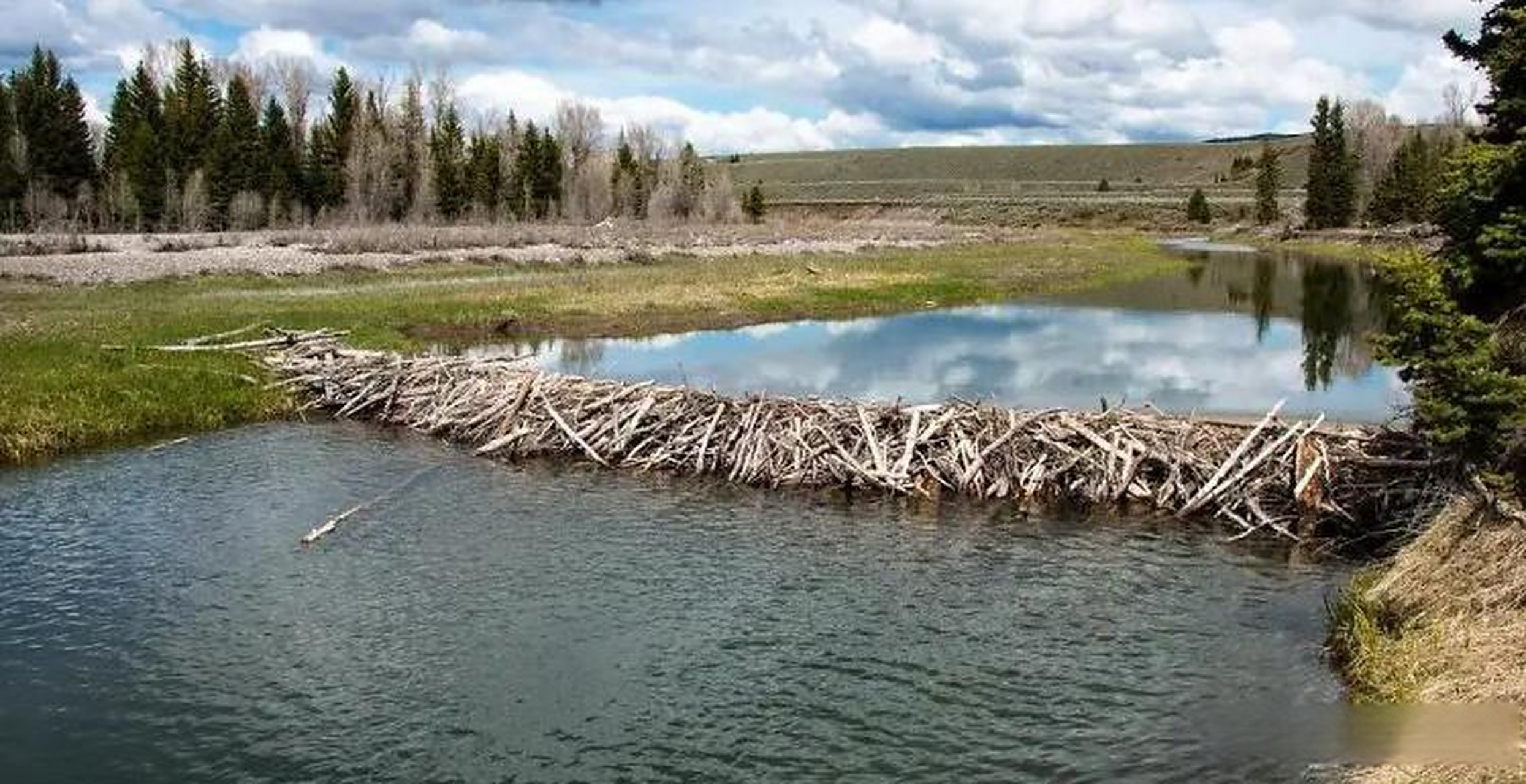 世界上最大的河狸水坝 世界上最大的河狸水坝是位于加拿大艾伯塔省