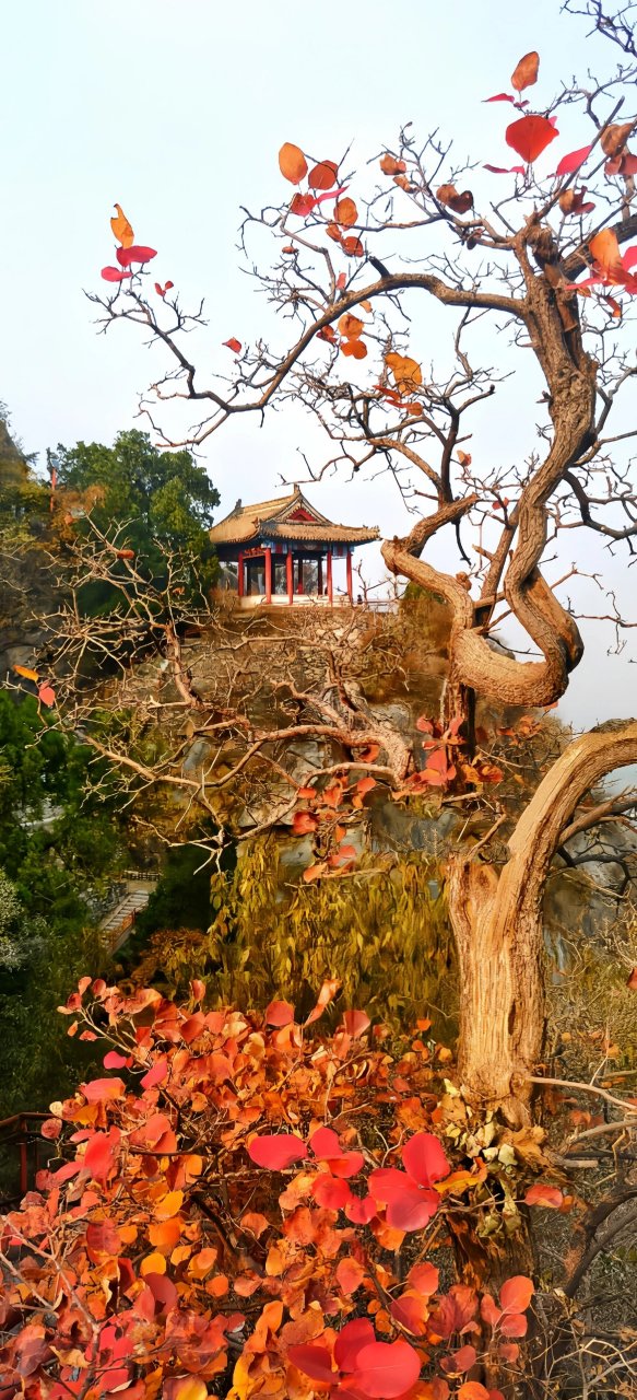 北京西山鹫峰的神仙秋景 在这我能拍到立冬 9493此季赏秋热点