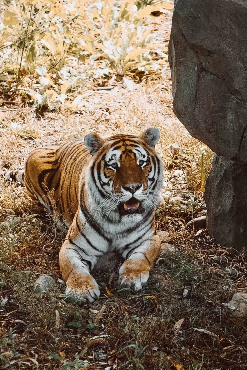 哈尔滨东北虎林园 有四百多只东北虎的动物园!