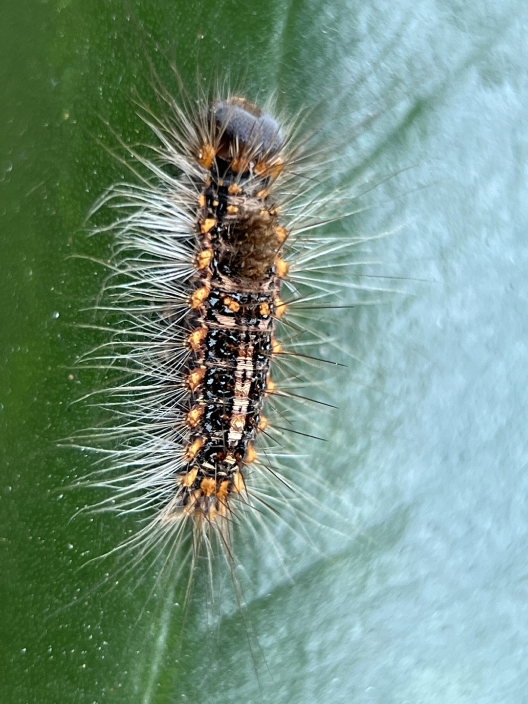 自然,昆虫小知识:榕透翅毒蛾幼虫       榕透翅毒蛾幼虫触碰即发痒