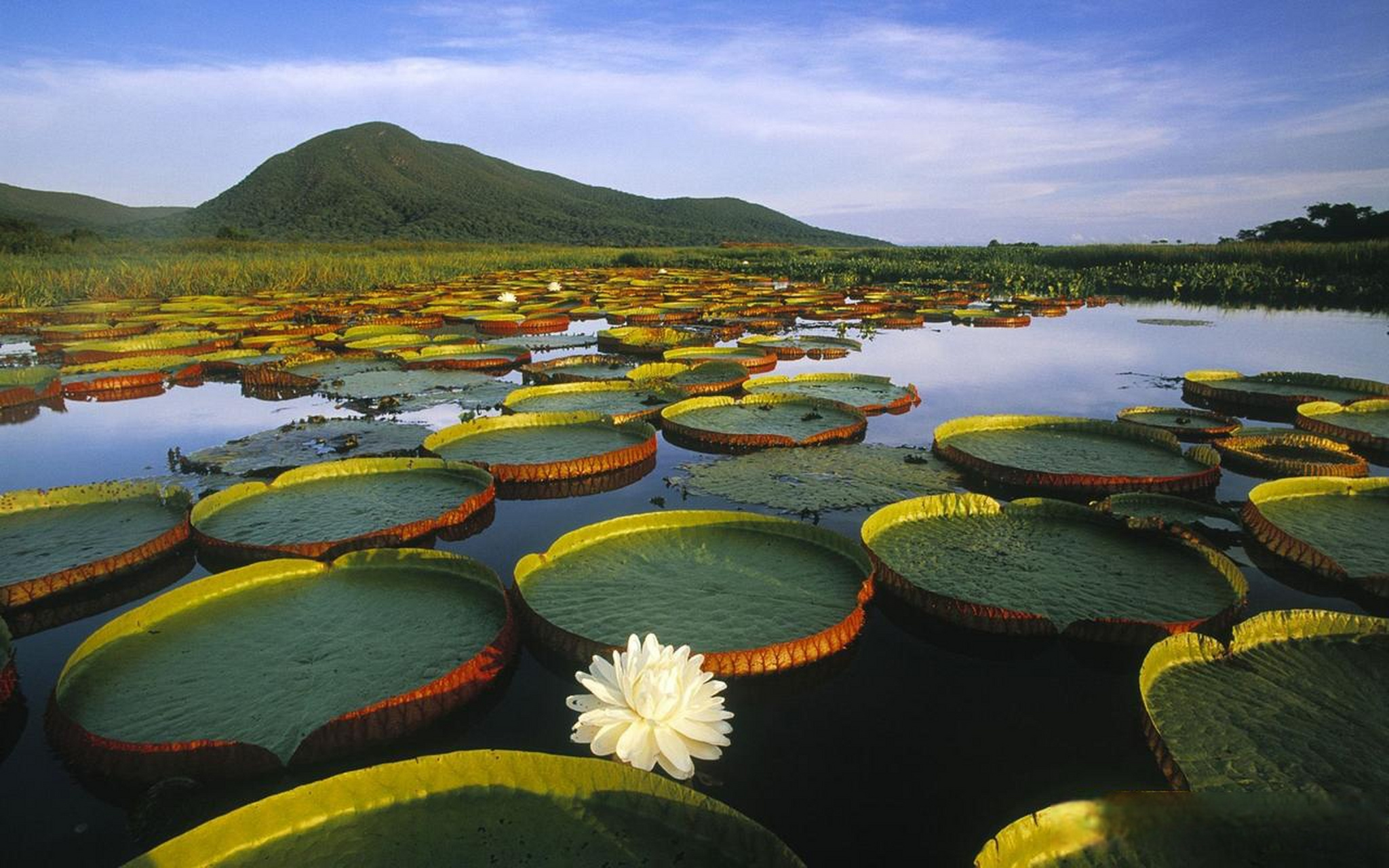 亚马逊王莲,又称亚马逊皇莲或皇家睡莲,是王莲属下的一种,是睡莲科最