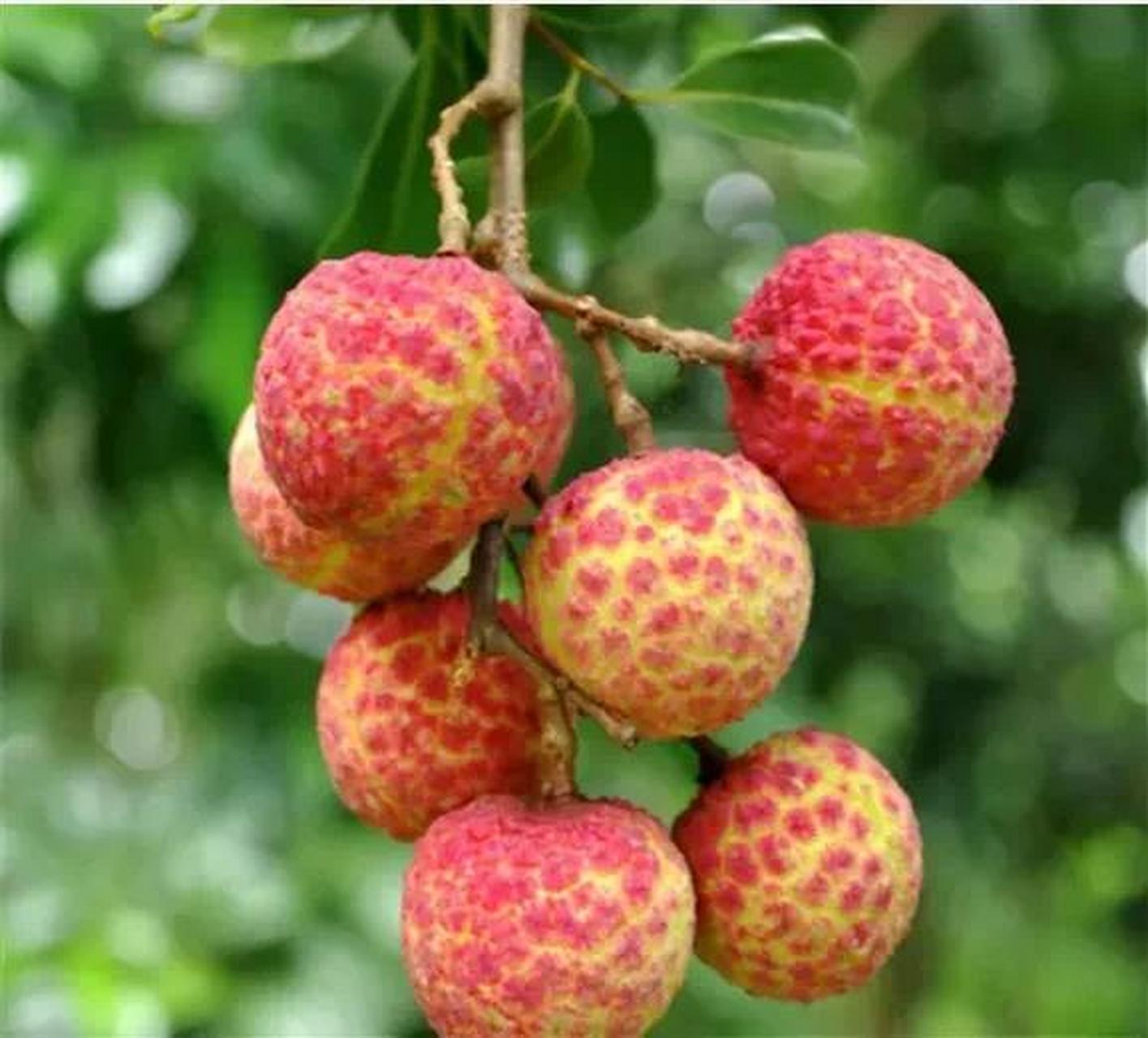 荔枝界"顶流大咖"挂绿荔枝,一颗曾卖出55 2002年,在广州的一次水果