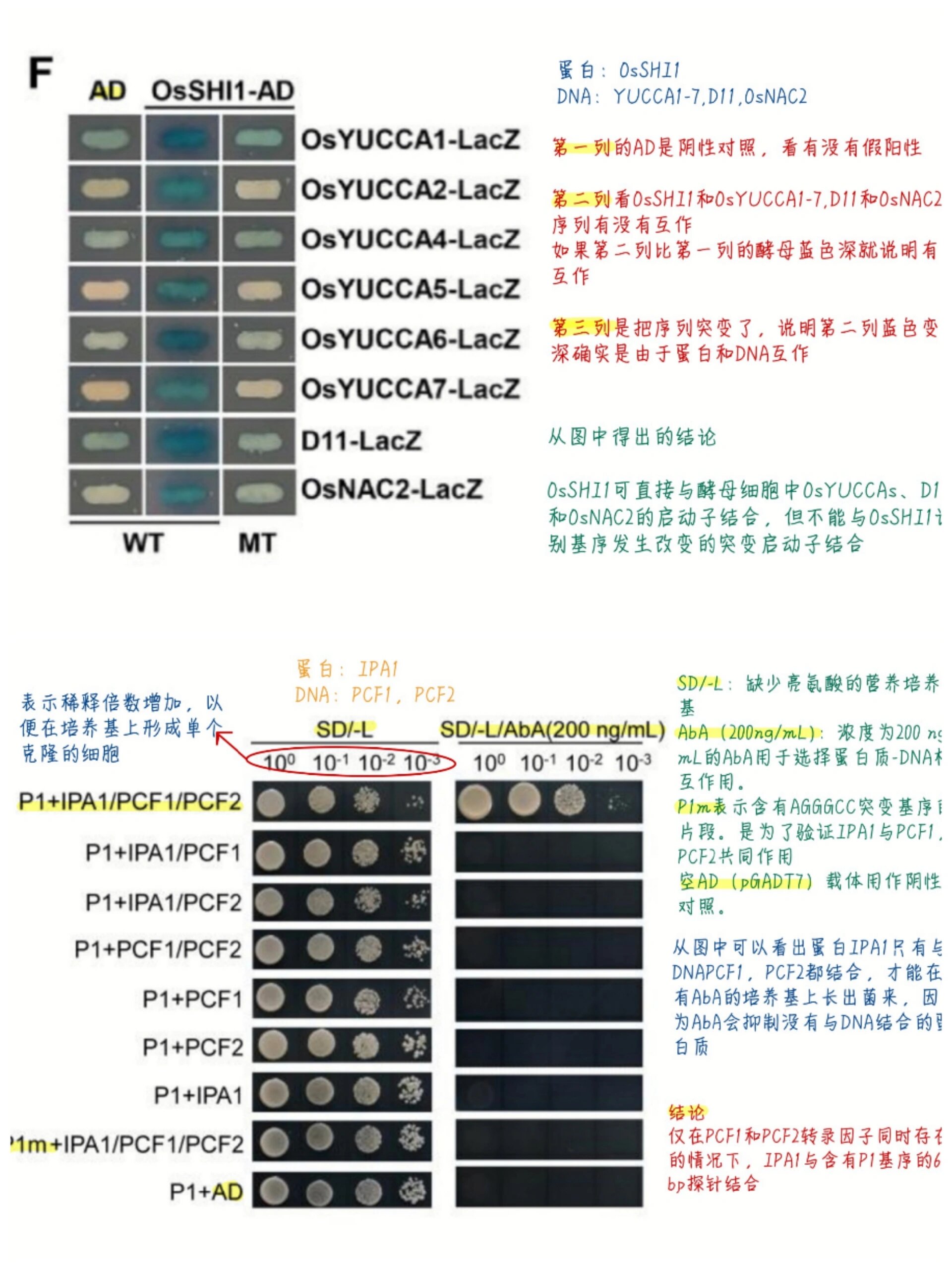 酵母双杂交结果图图片