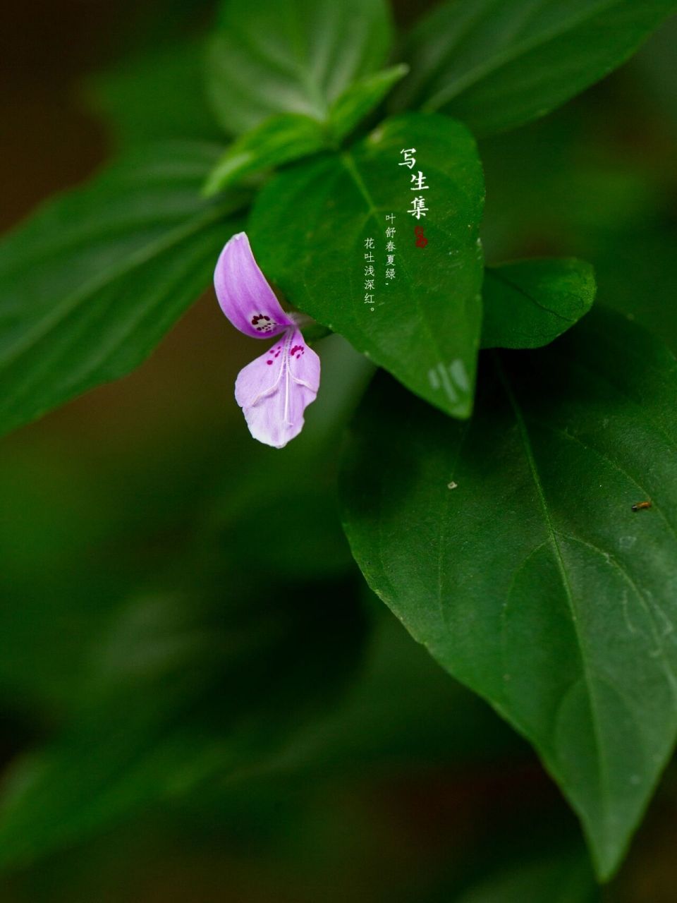 九头狮子草(学名:peristrophe japonica (thunb.) bremek.