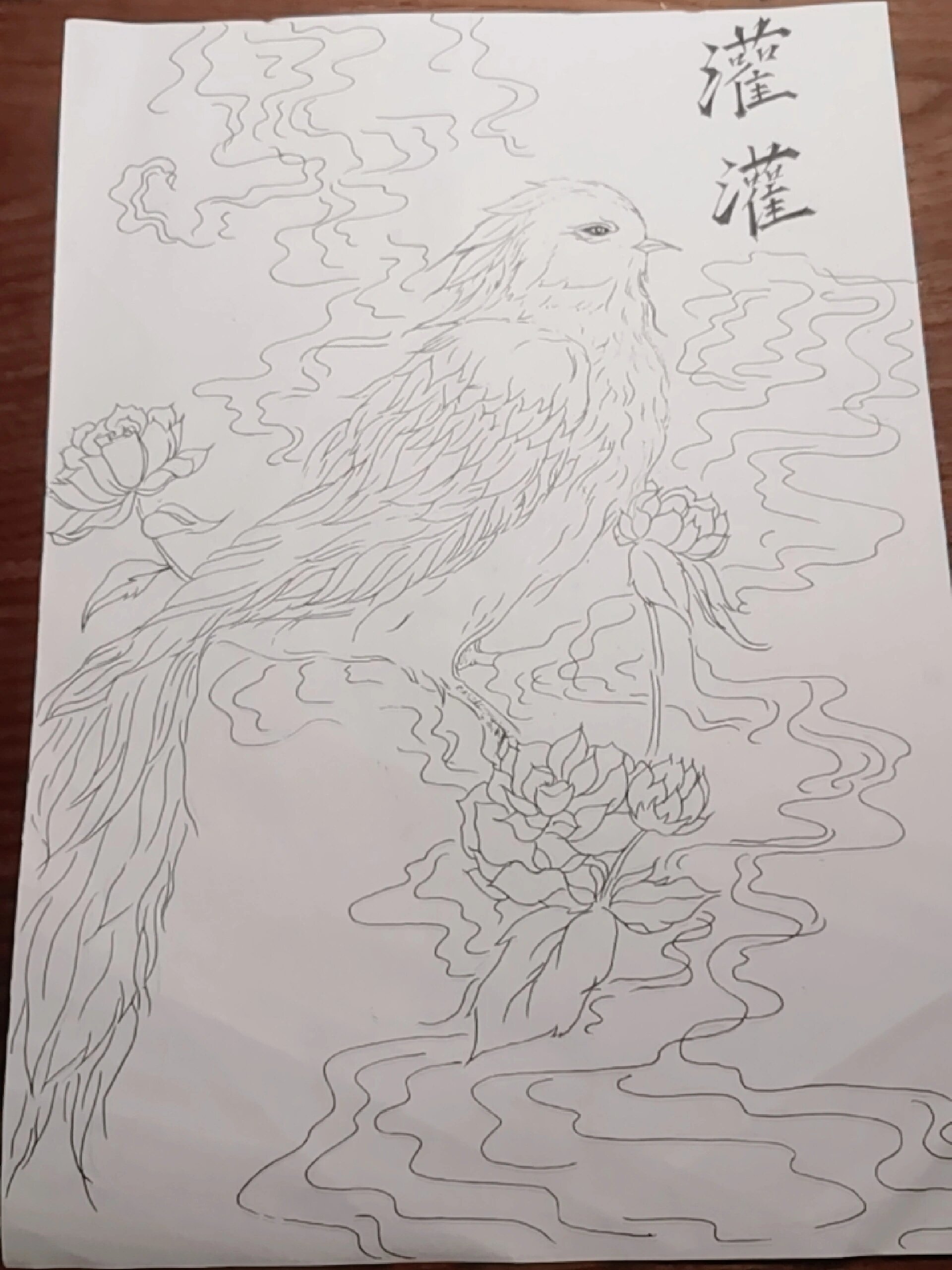 鸠简笔画图片