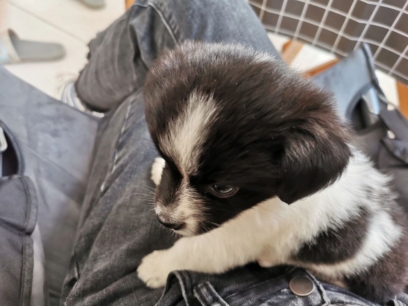 这是蝴蝶犬串的土狗还是什么呢?