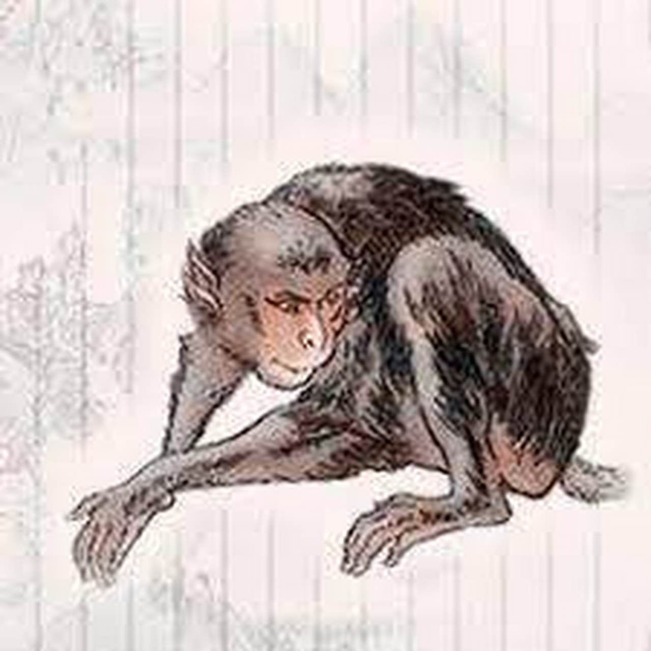 山中有一种兽,形状像猕猴,长着四只耳朵,它的名字叫长右,它发音时像是