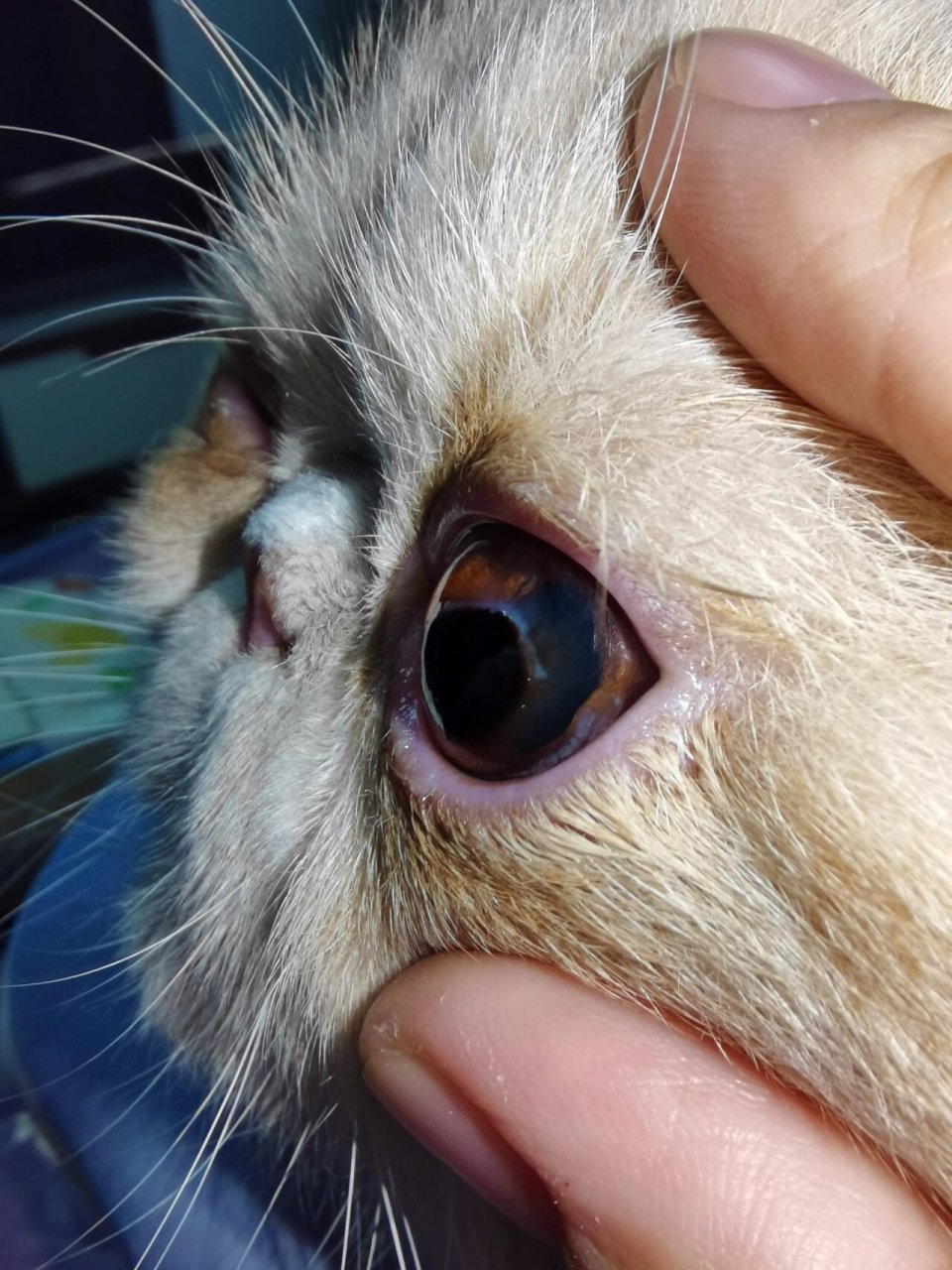 领养的时候眼睛已经发炎了,当时我问宠物医院:猫的眼睛怎么了?
