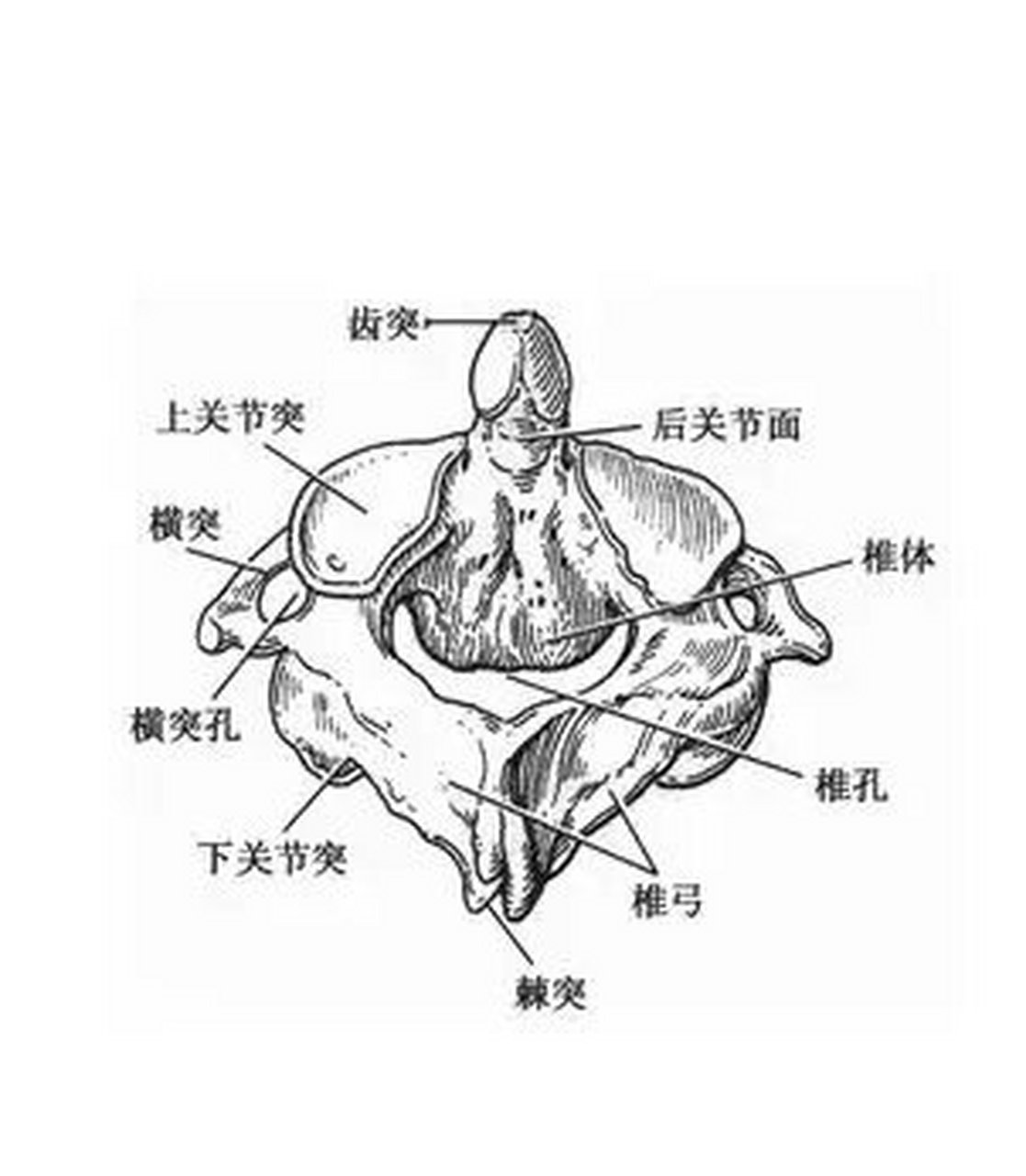 枢椎侧面观图片图片