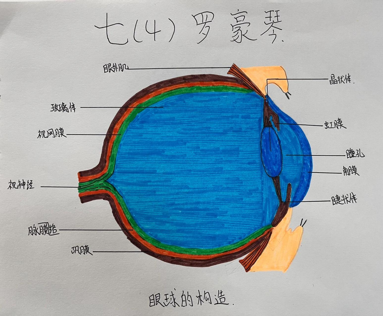 眼球的结构示意图简笔图片