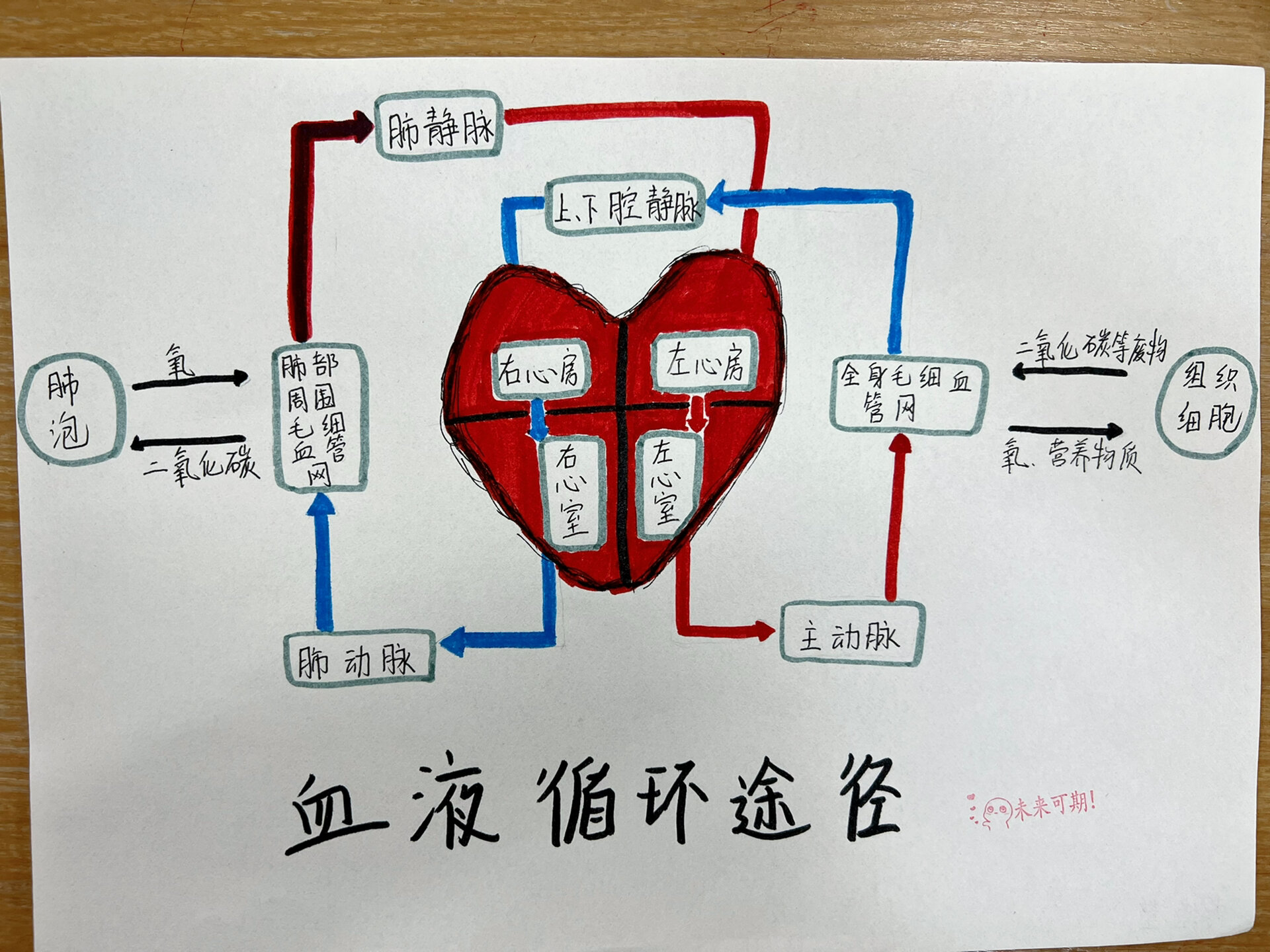 血液循环示意图